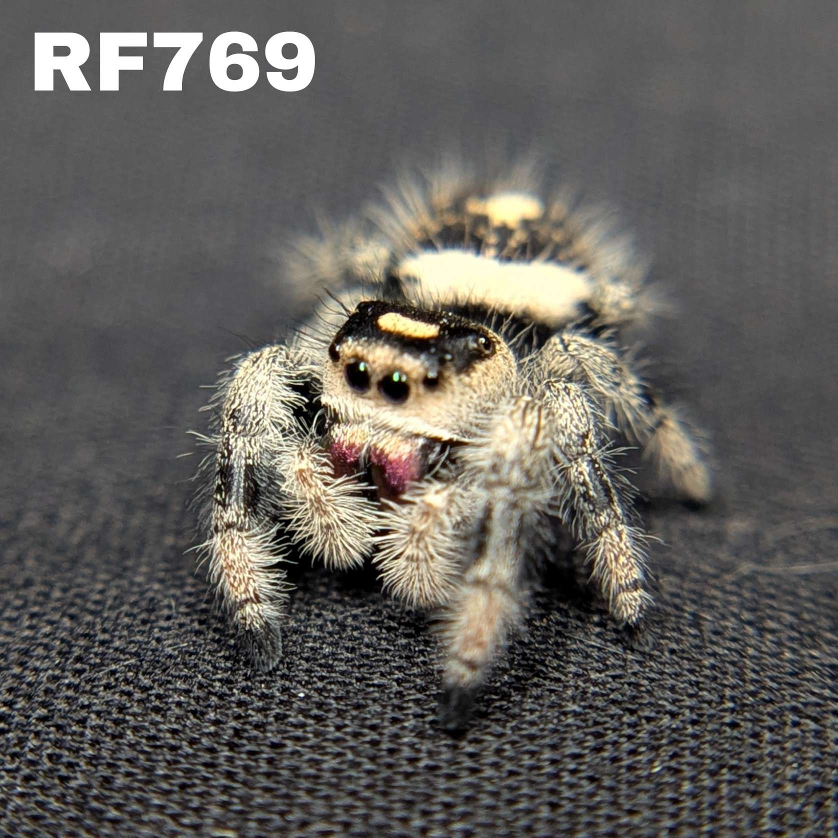 Regal Jumping Spider "Vampire"