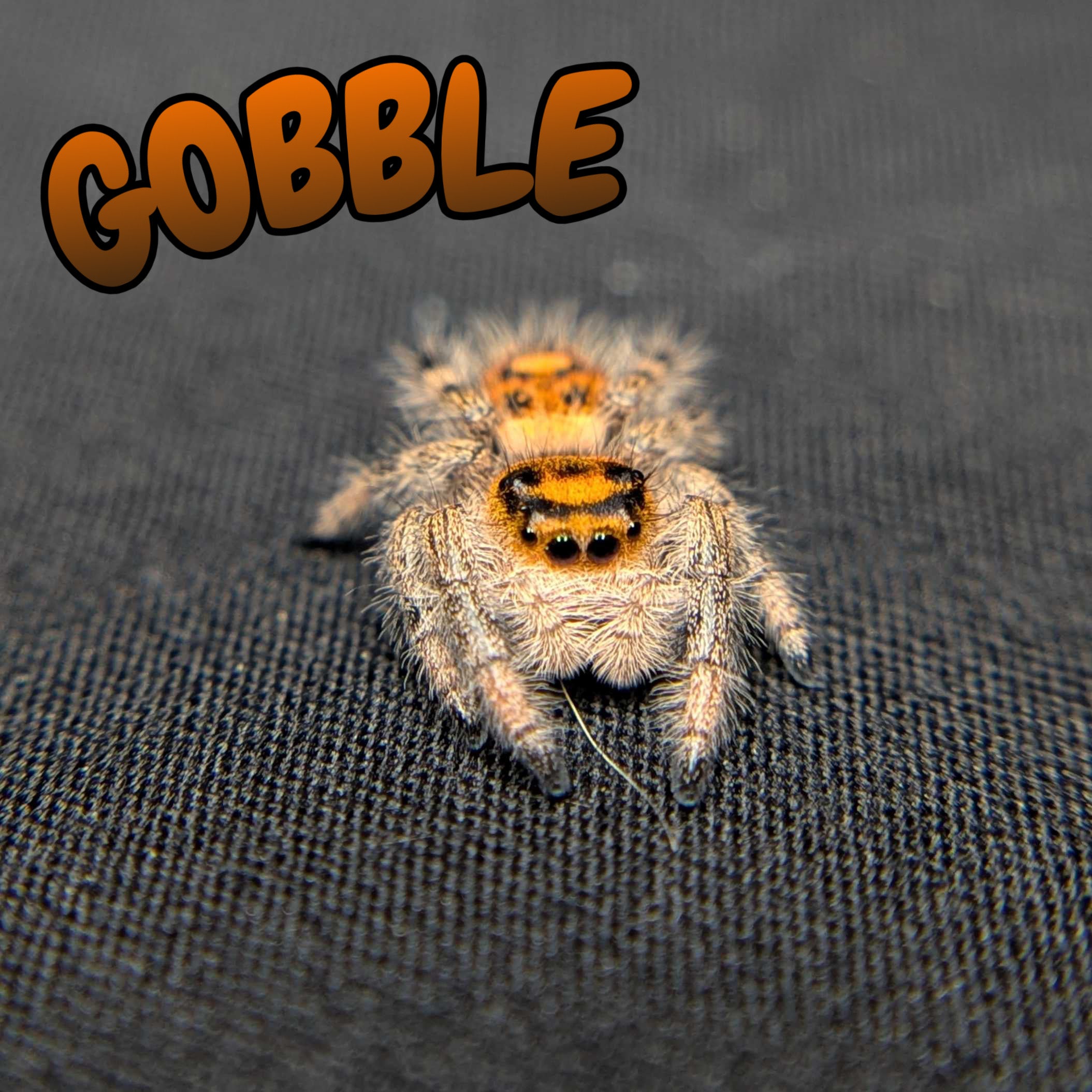 Regal Jumping Spider "Gobble"