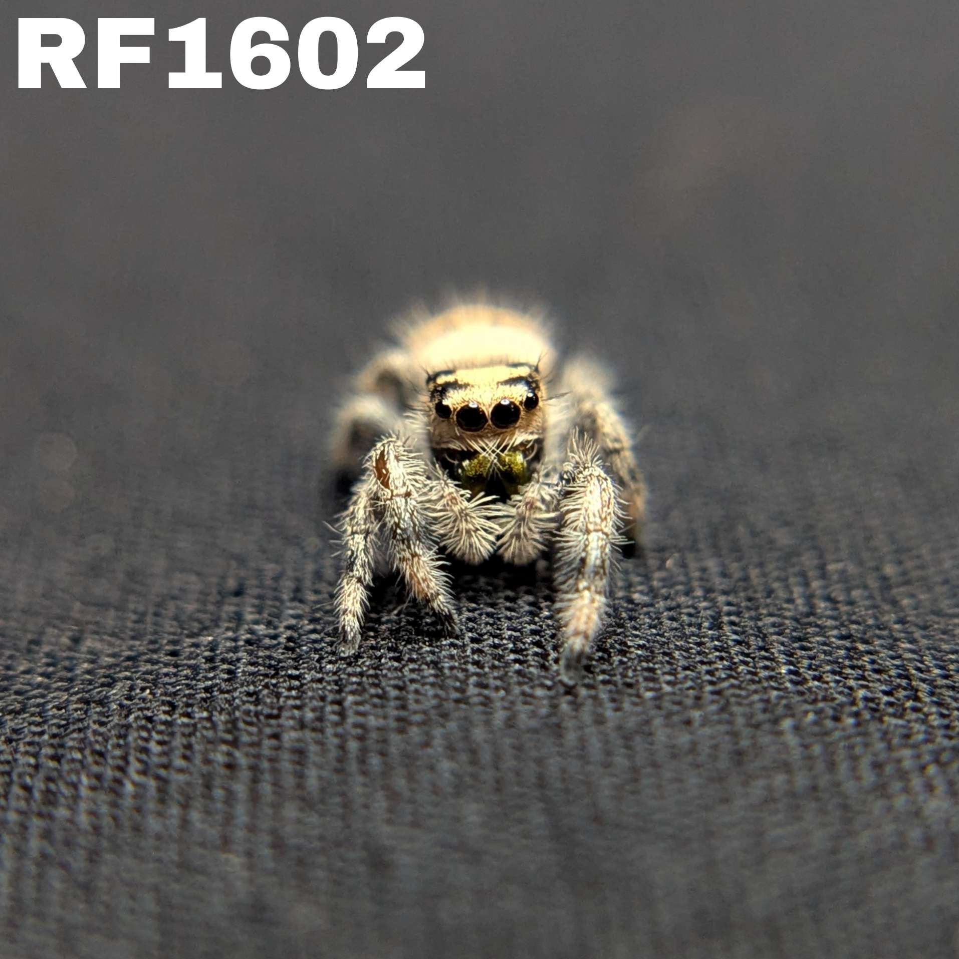 Regal Jumping Spider "Marzipan"