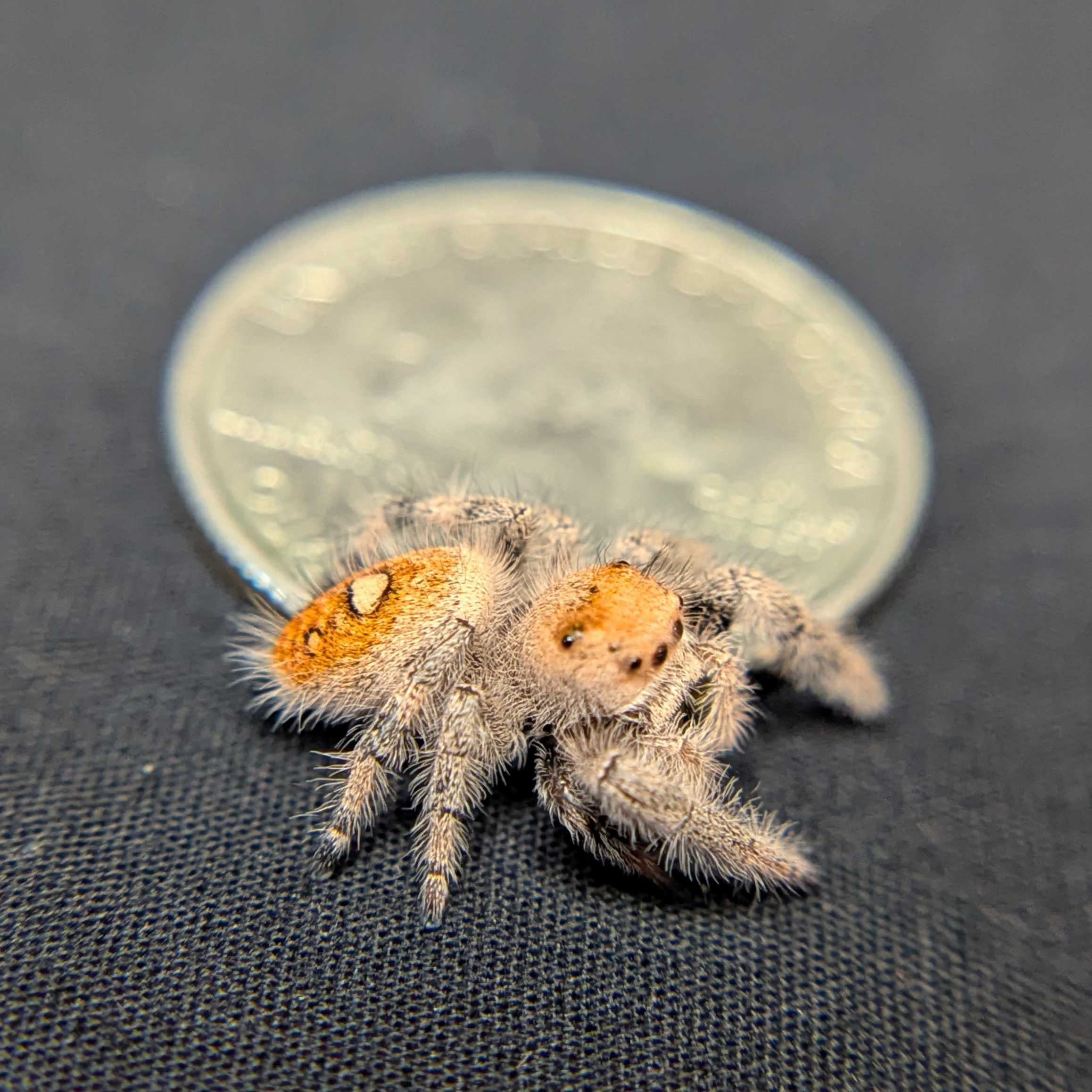 Regal Jumping Spider "Sahara"