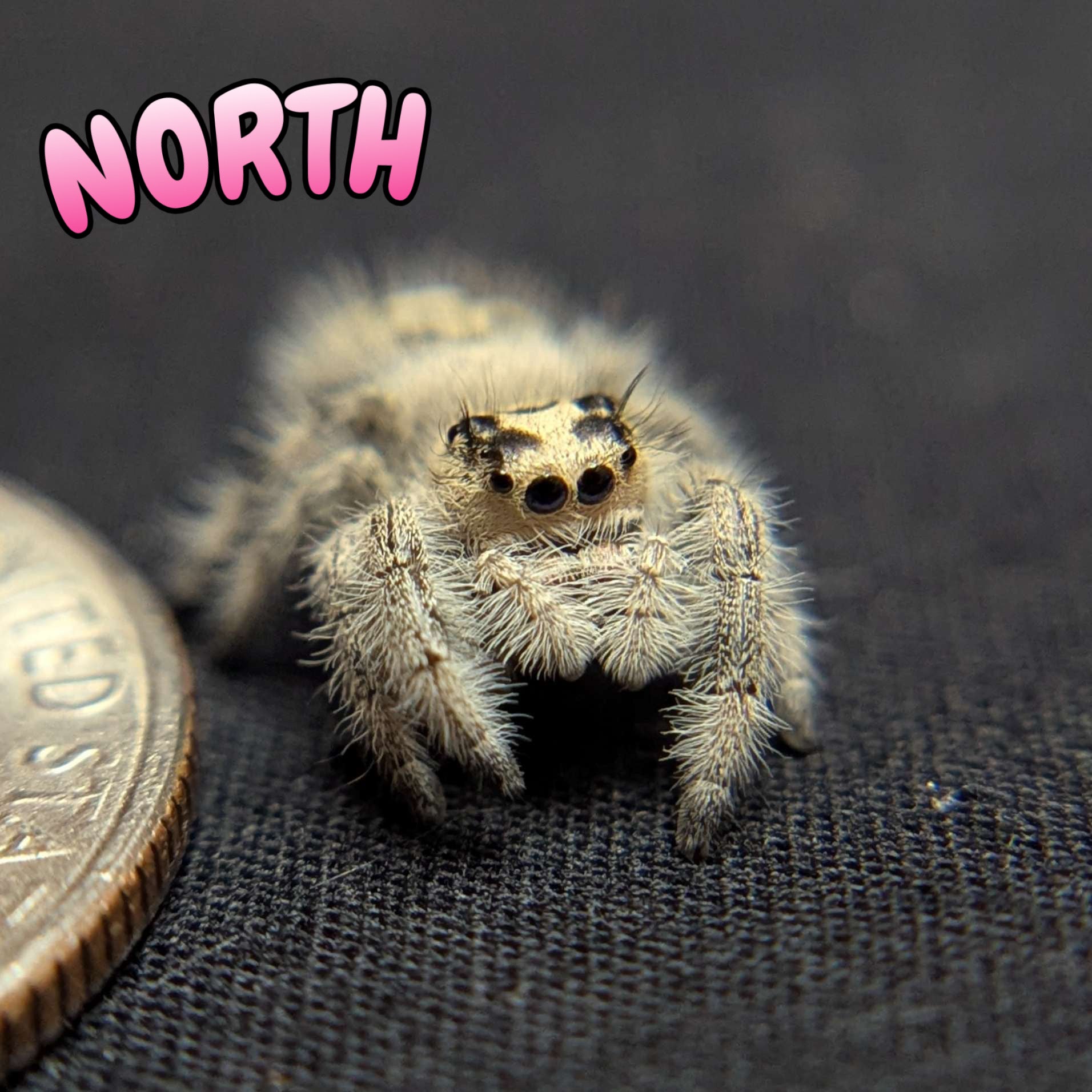 Regal Jumping Spider "North"