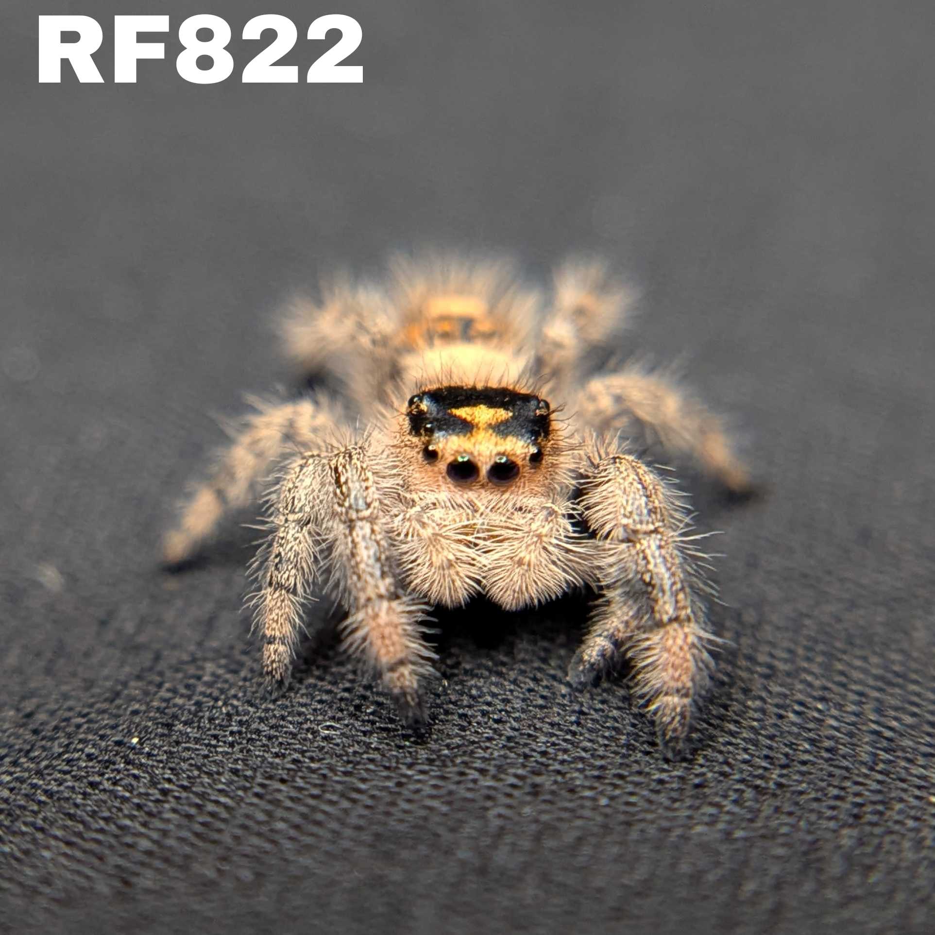 Regal Jumping Spider "Jasmine"