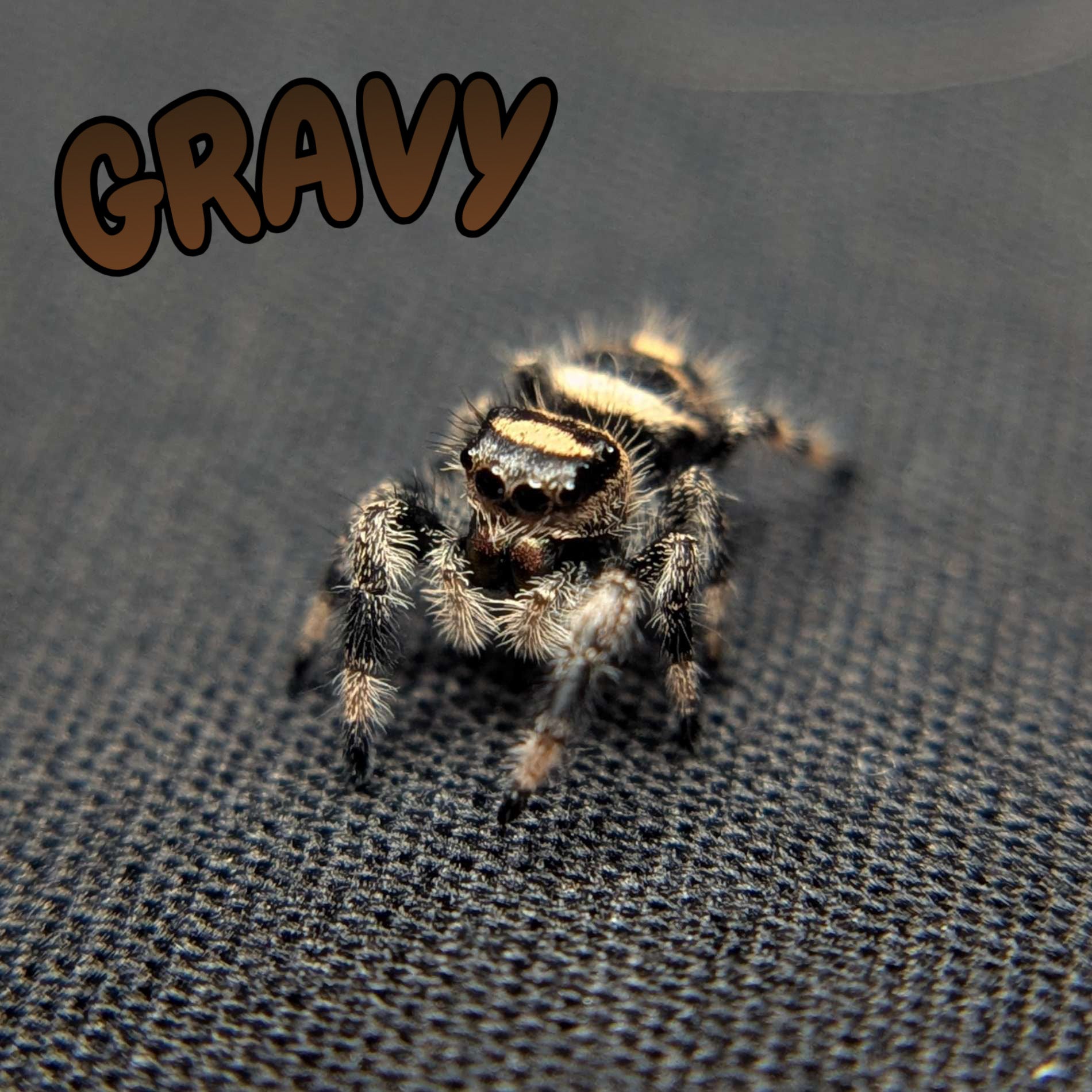 Regal Jumping Spider "Gravy"