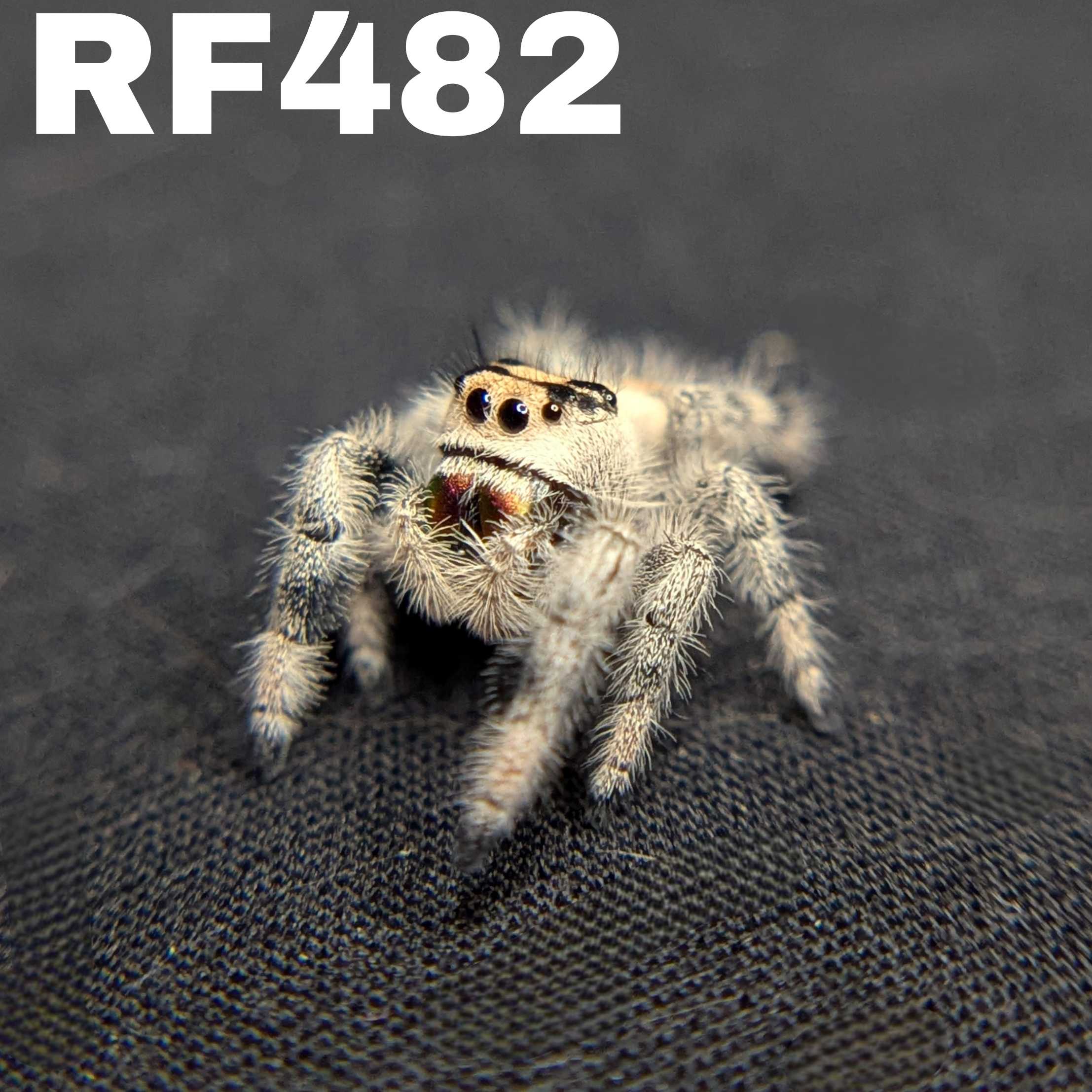 Regal Jumping Spider "Ginger"