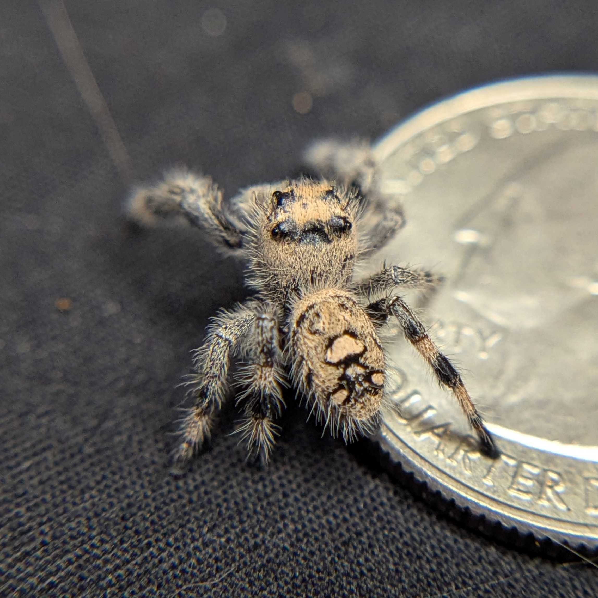 Regal Jumping Spider "Oatmeal"