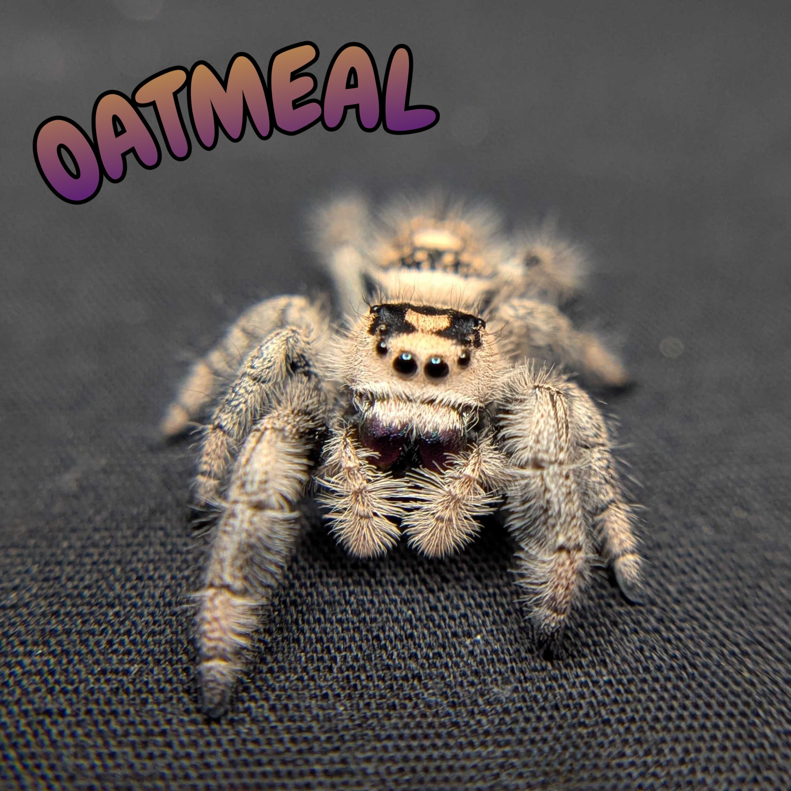 Regal Jumping Spider "Oatmeal"
