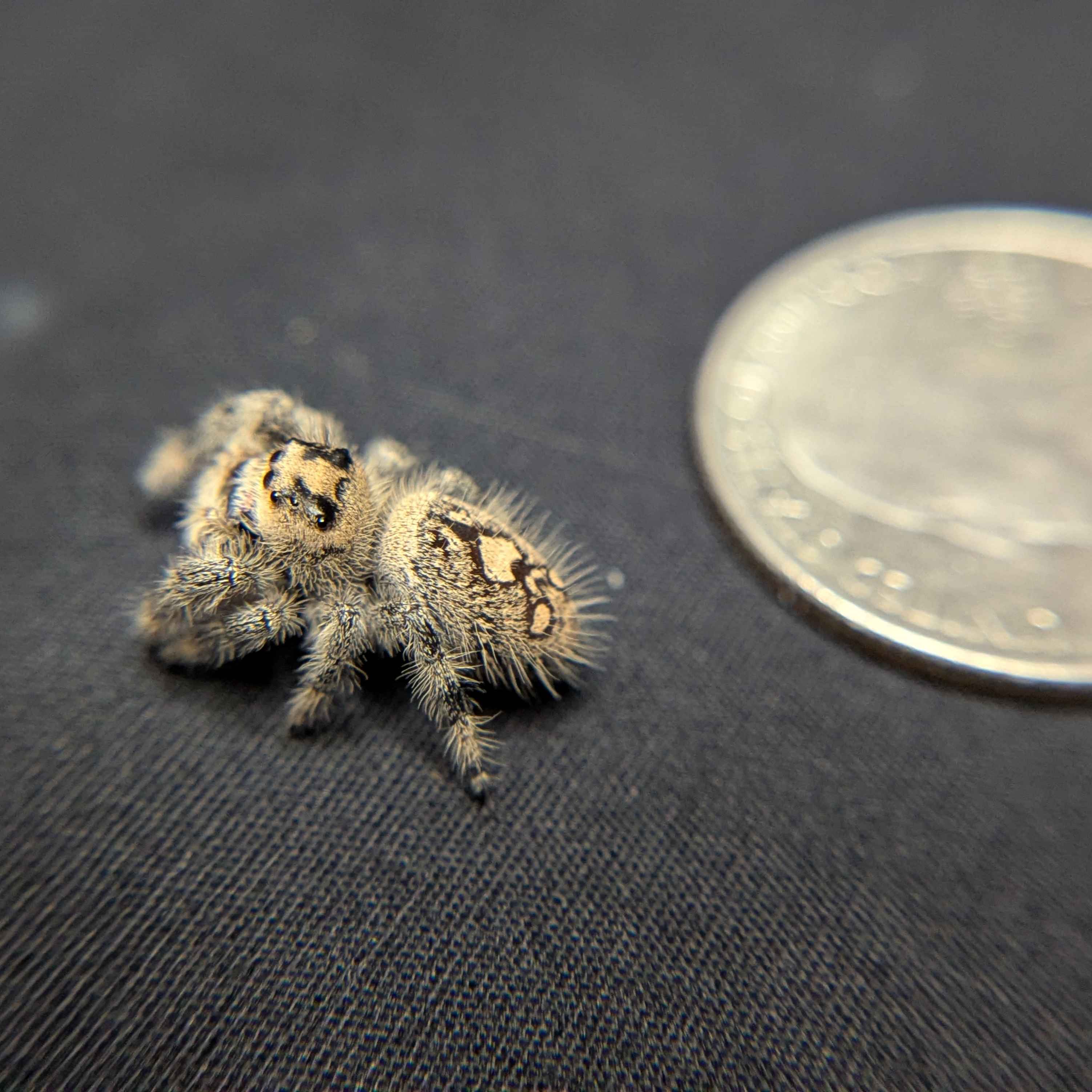 Regal Jumping Spider “Ice Cream”