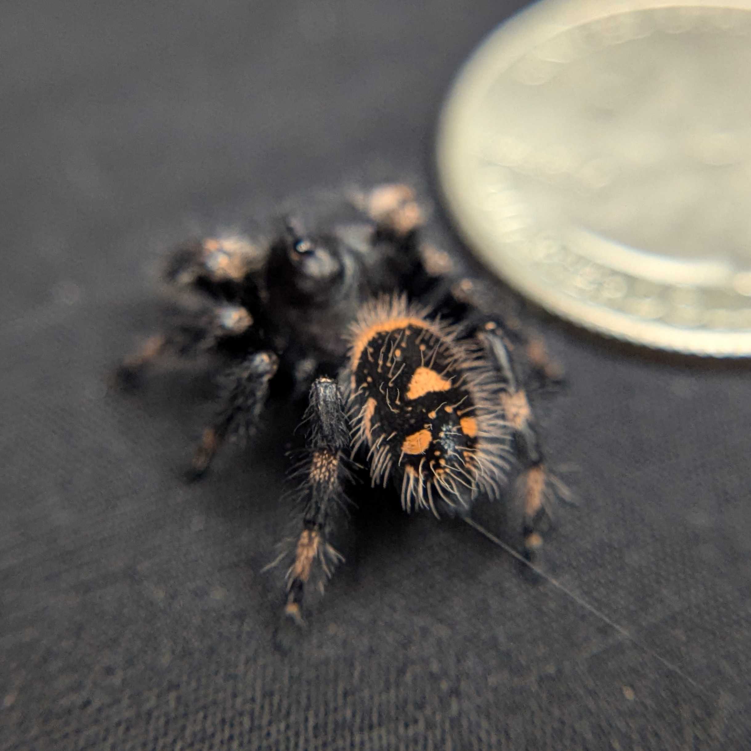 Regal Jumping Spider "Gothic"