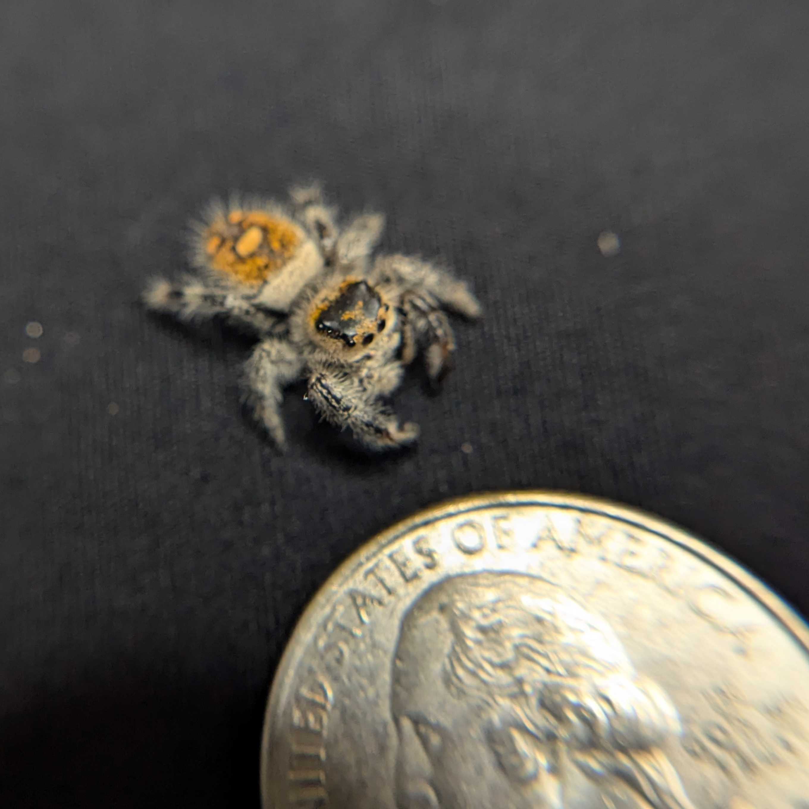 Regal Jumping Spider "Kelp"