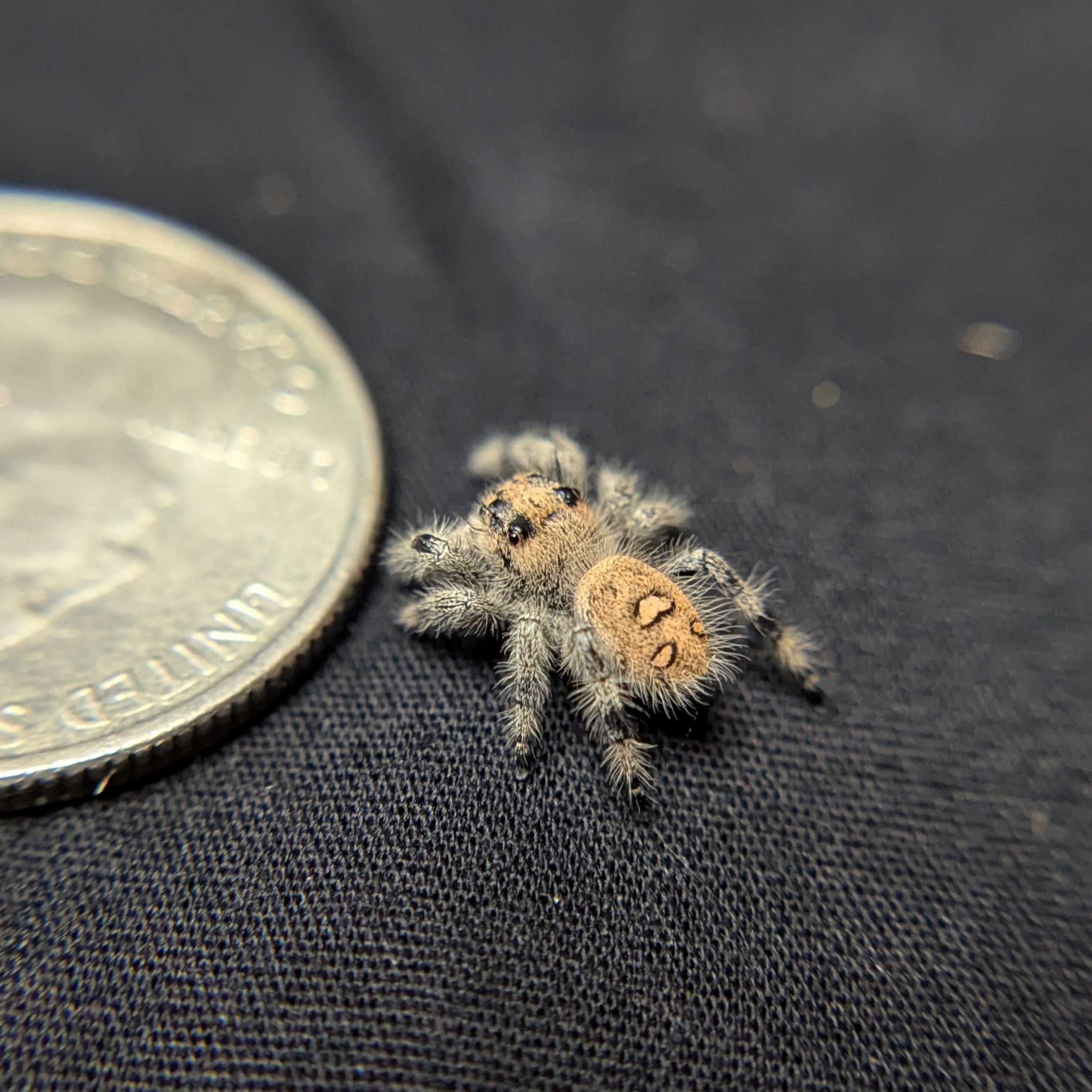 Regal Jumping Spider "Sundae"