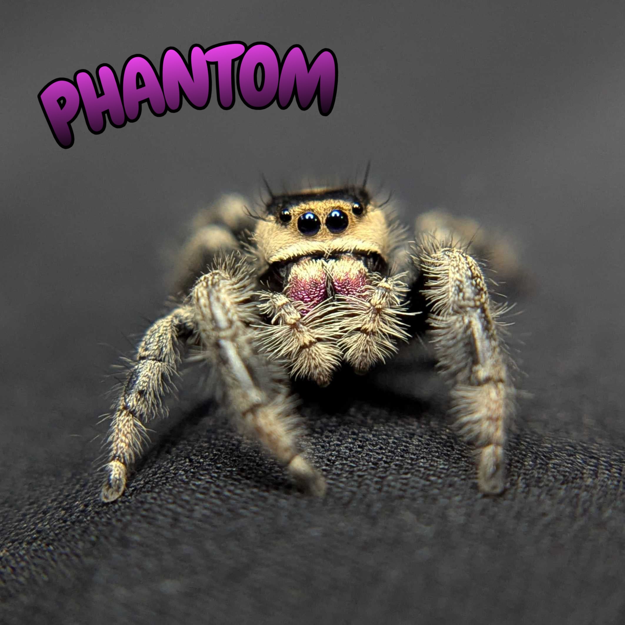 Regal Jumping Spider "Phantom"
