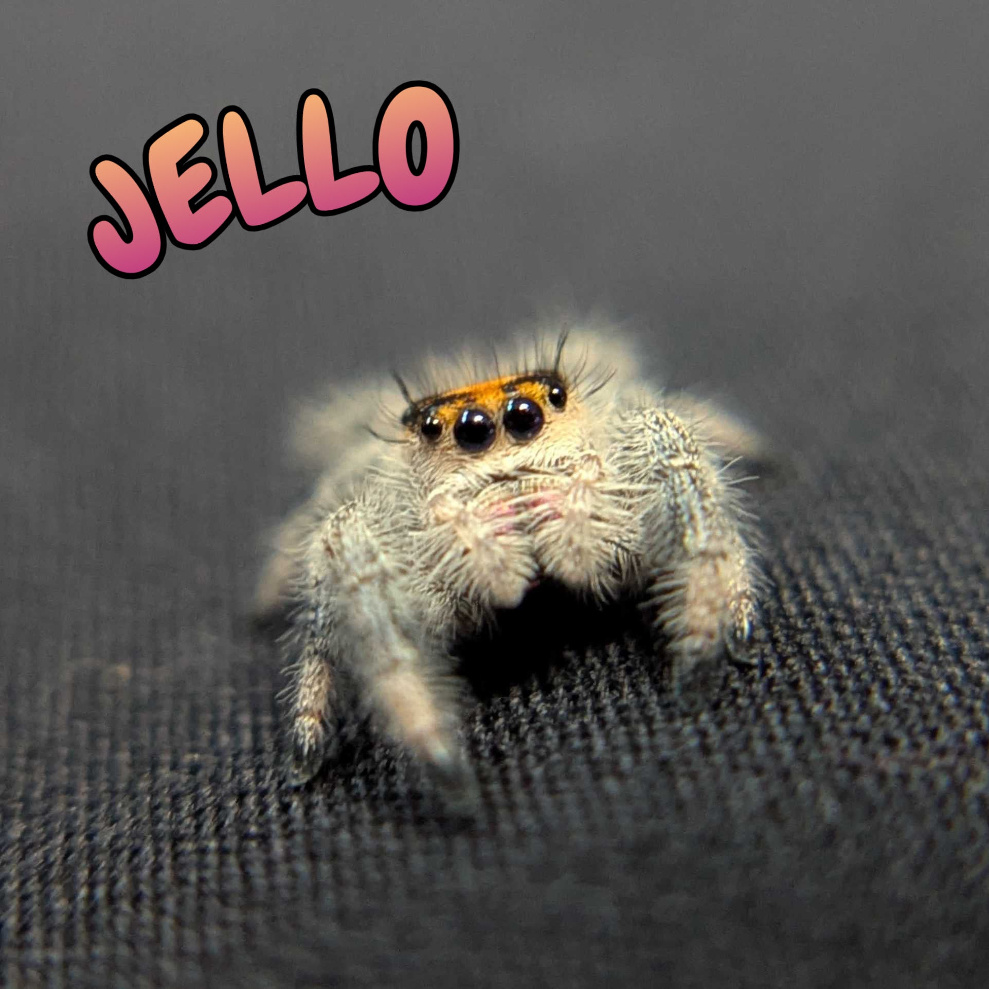 Regal Jumping Spider "Jello"