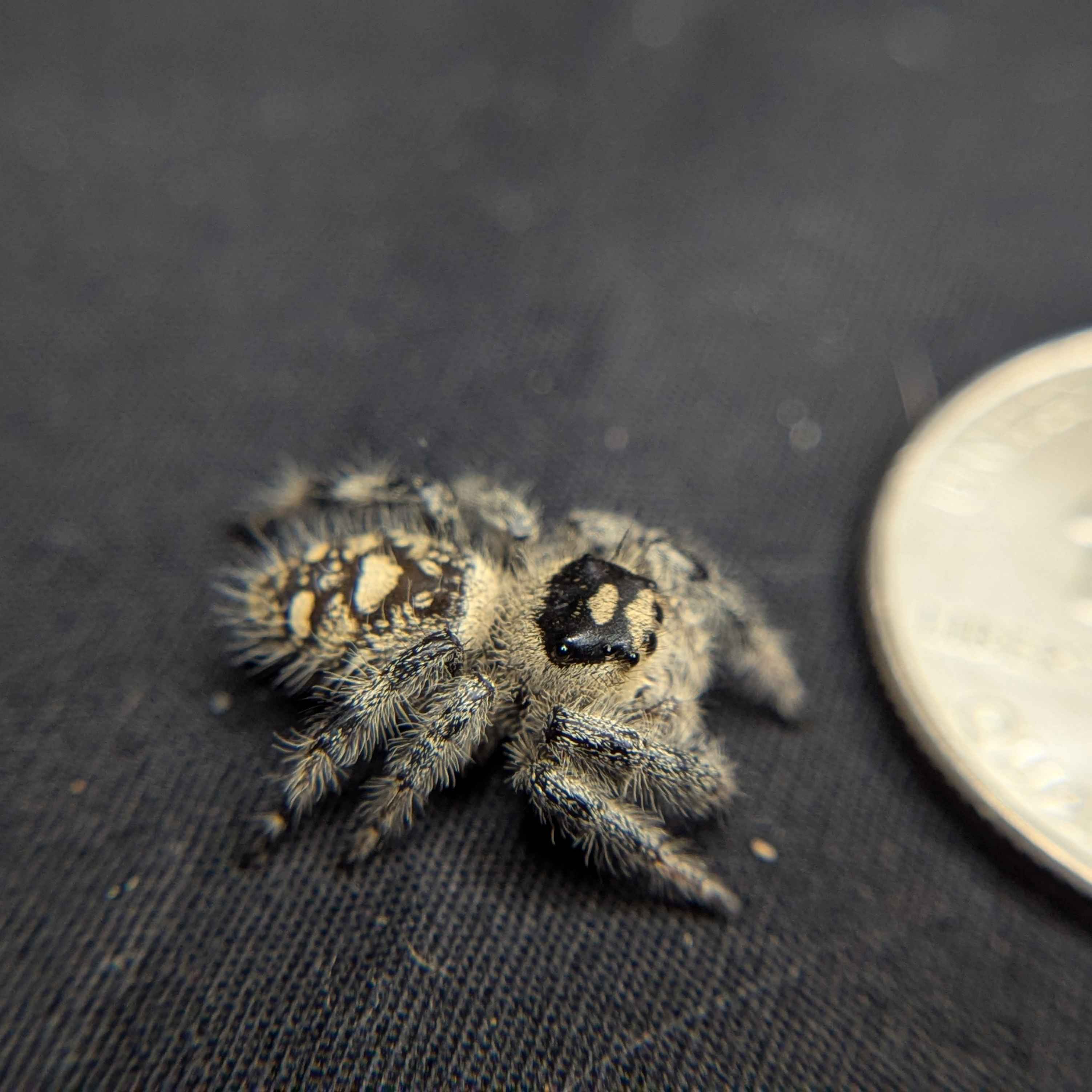 Regal Jumping Spider "Clover"