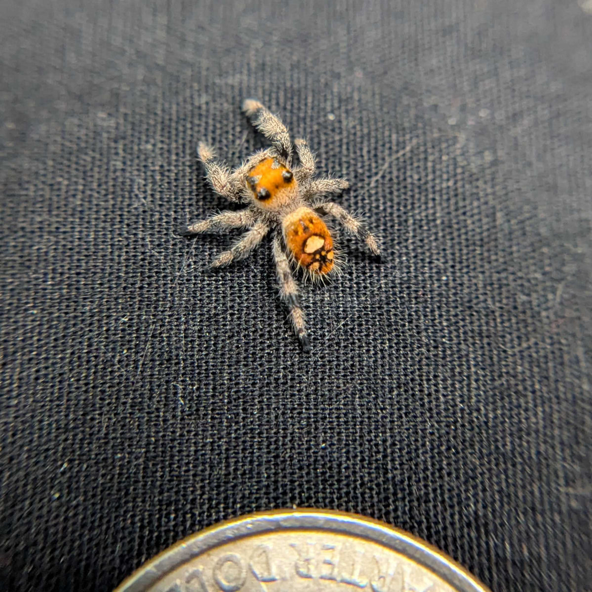 Regal Jumping Spider "Candy Corn"
