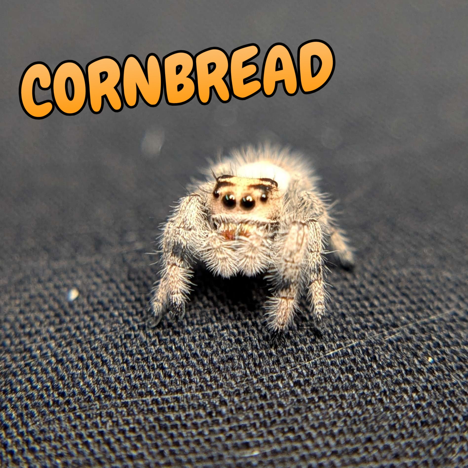 Regal Jumping Spider "Cornbread"