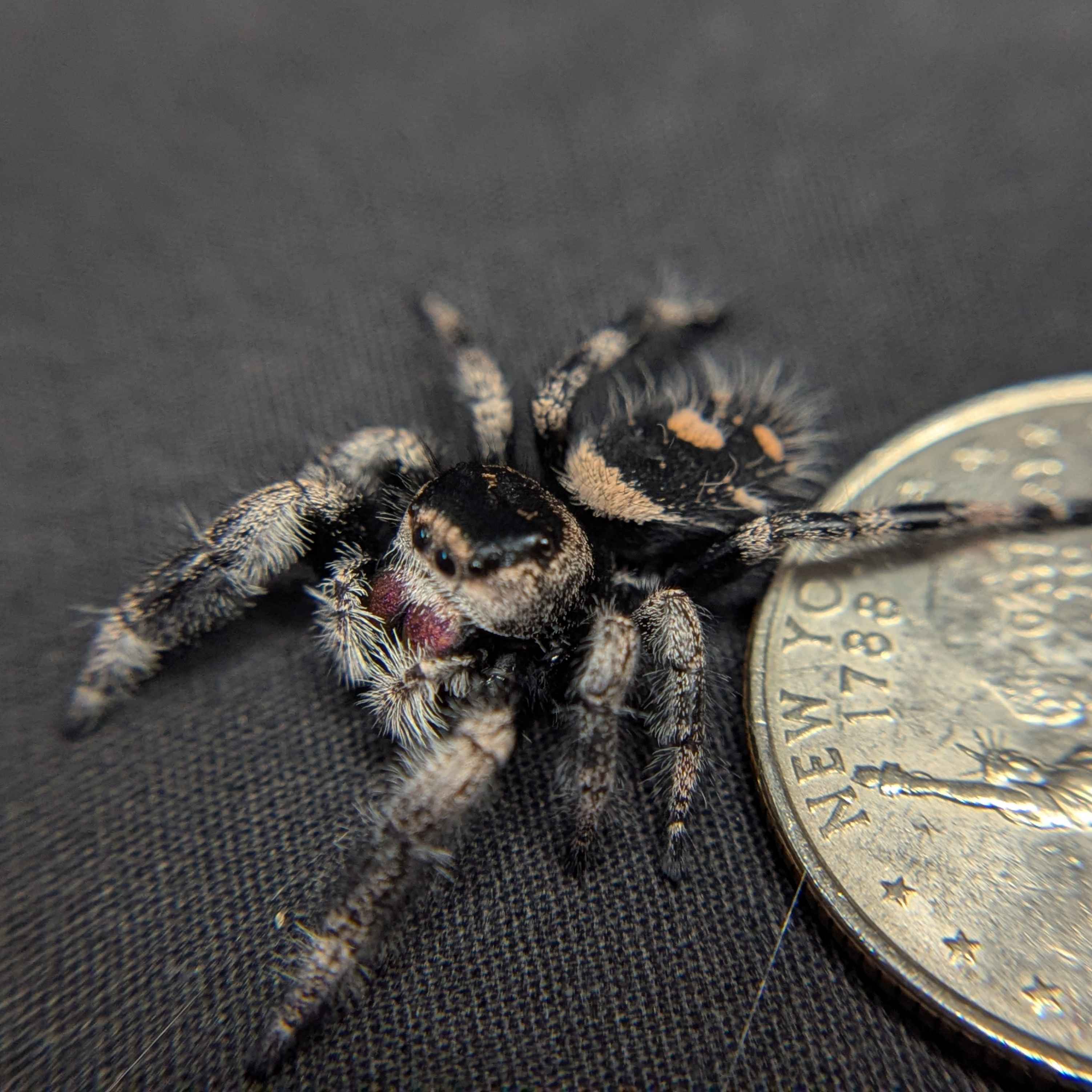 Regal Jumping Spider "Autumn"