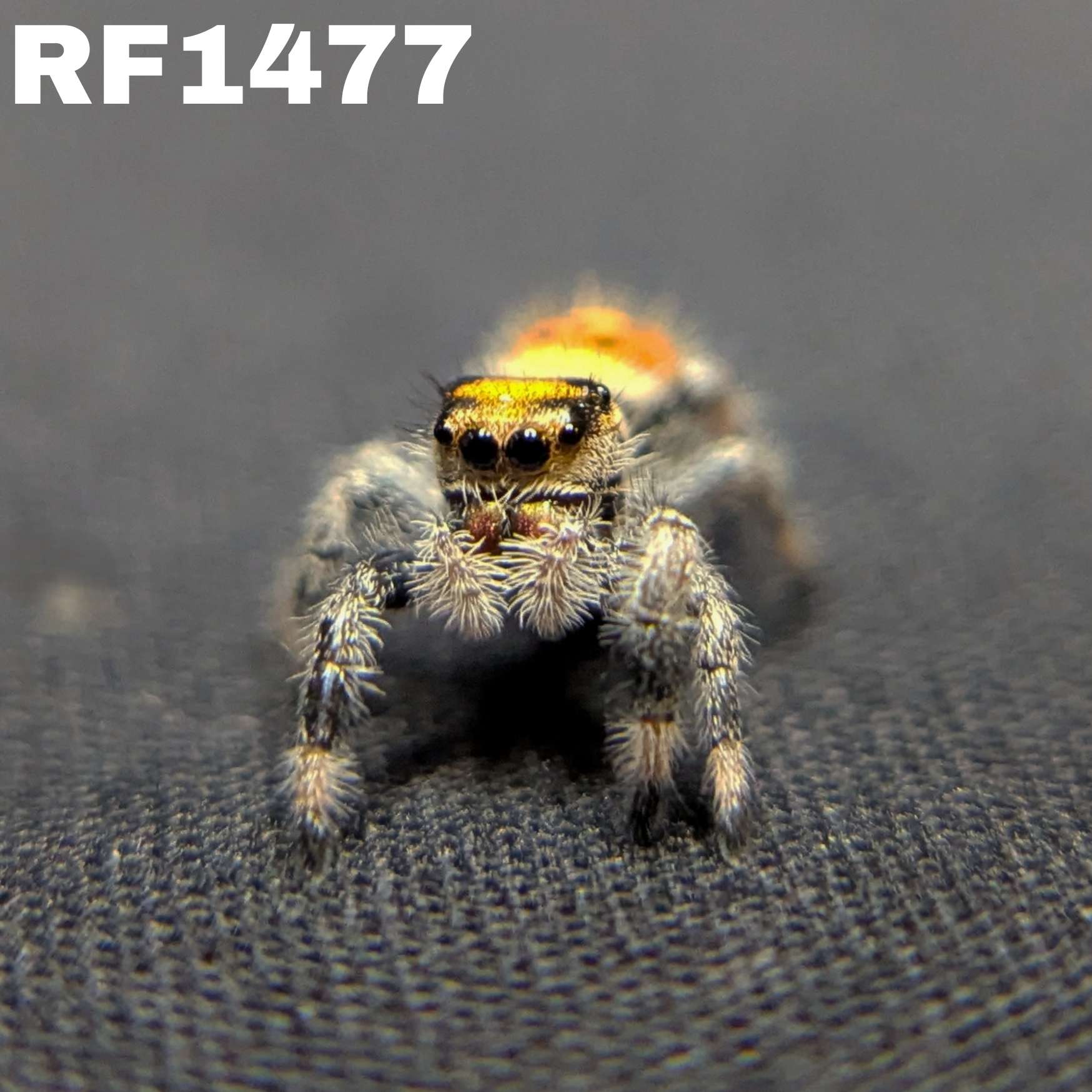 Regal Jumping Spider "Clementine"