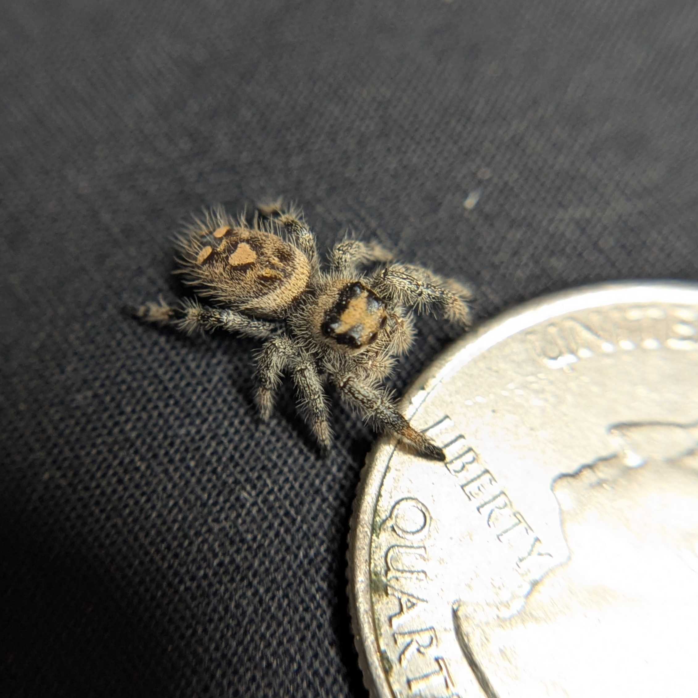 Regal Jumping Spider "Ginger"