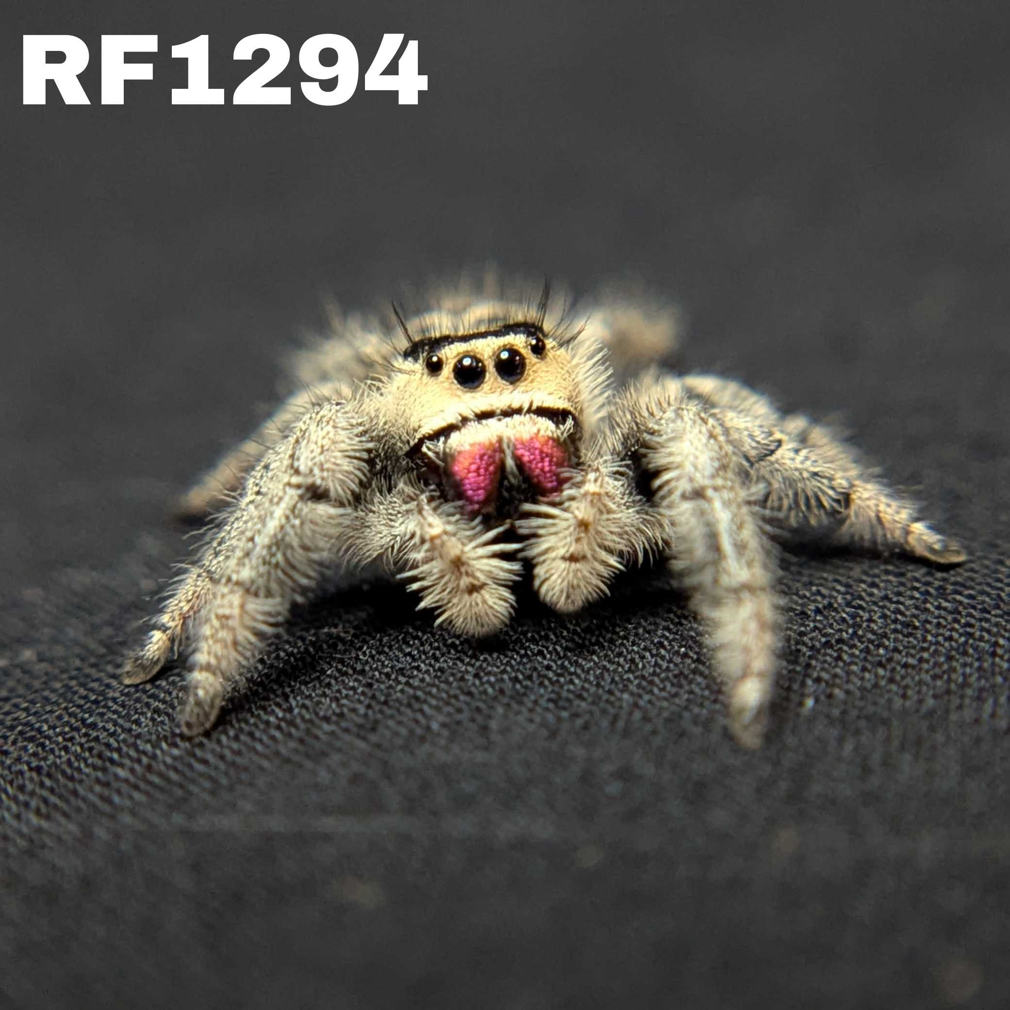 Regal Jumping Spider “Sterling”