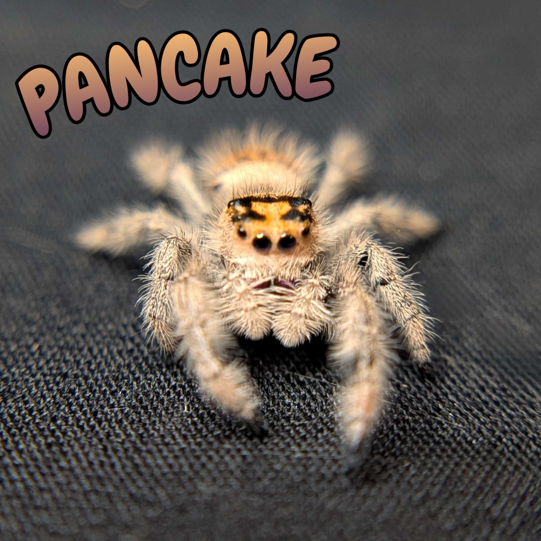 Regal Jumping Spider "Pancake"