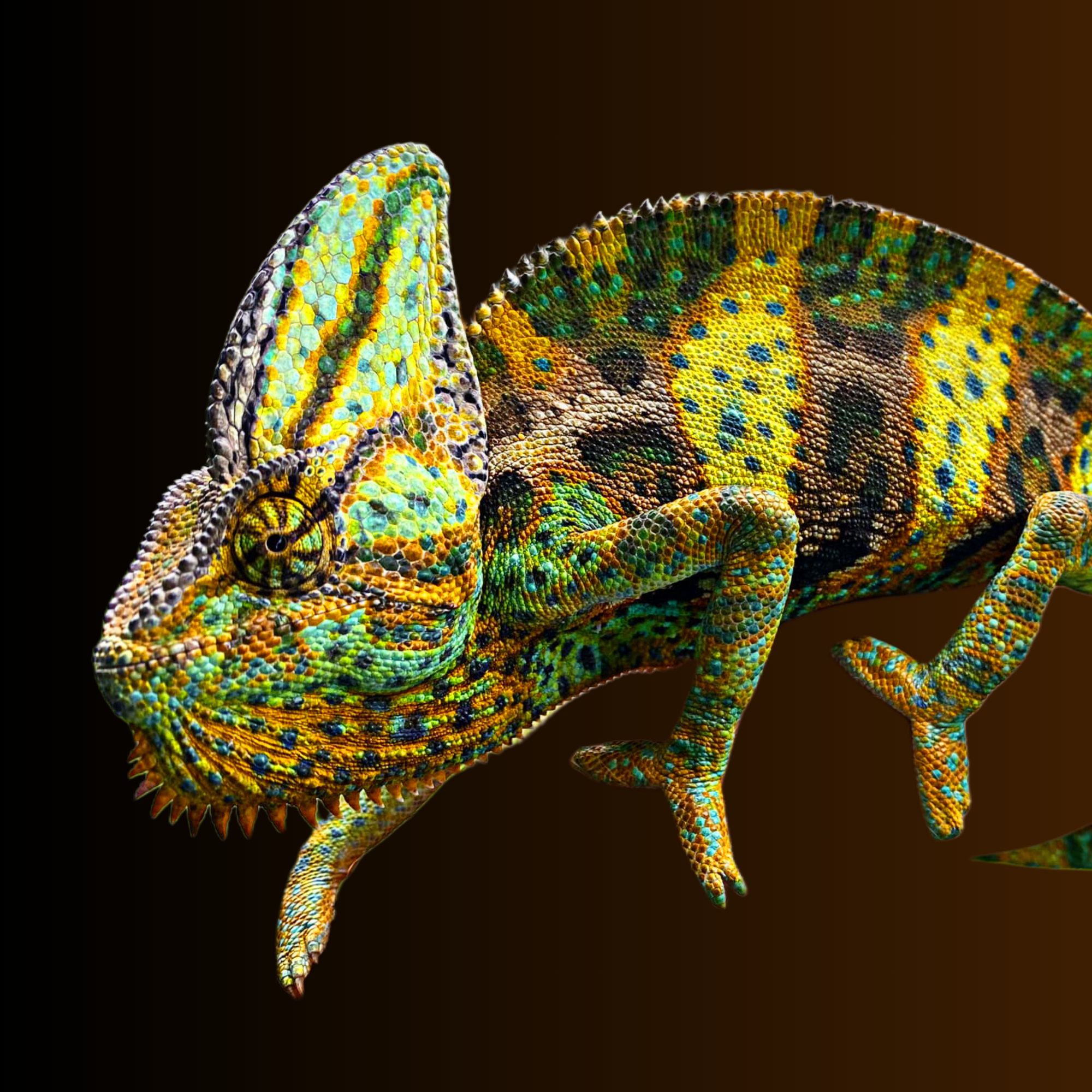 Adult Male Veiled Chameleon For Sale