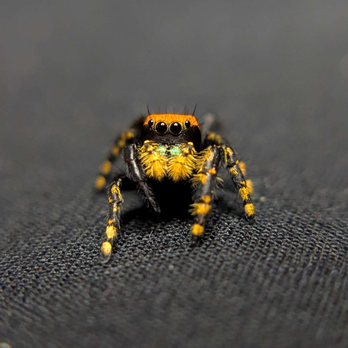 Apache Jumping Spider