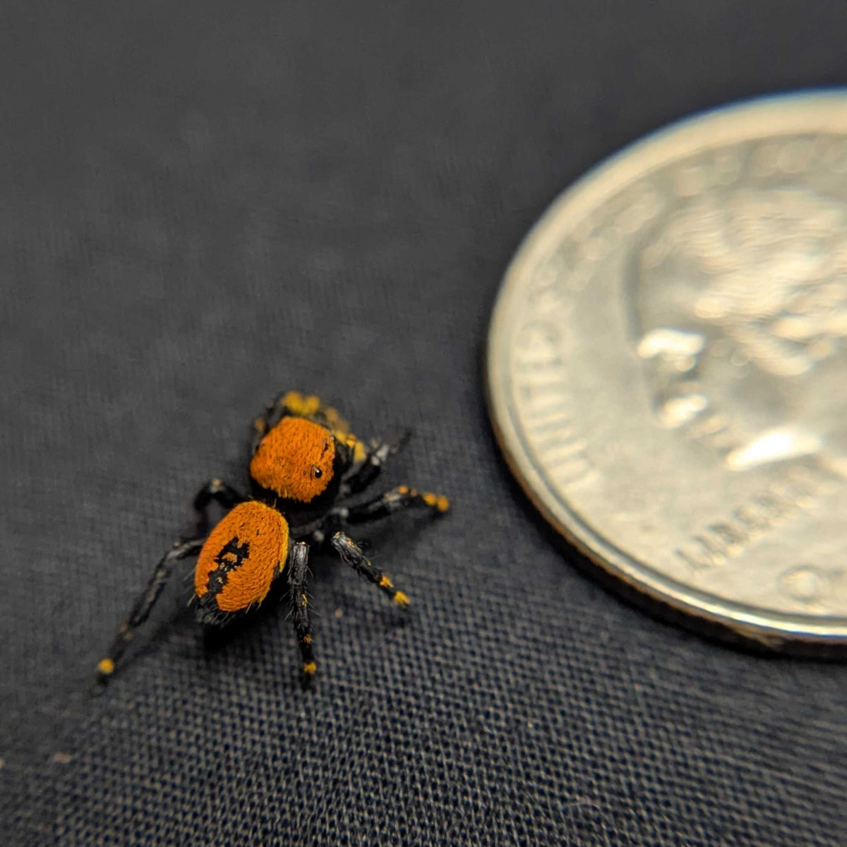 apache Jumping Spider