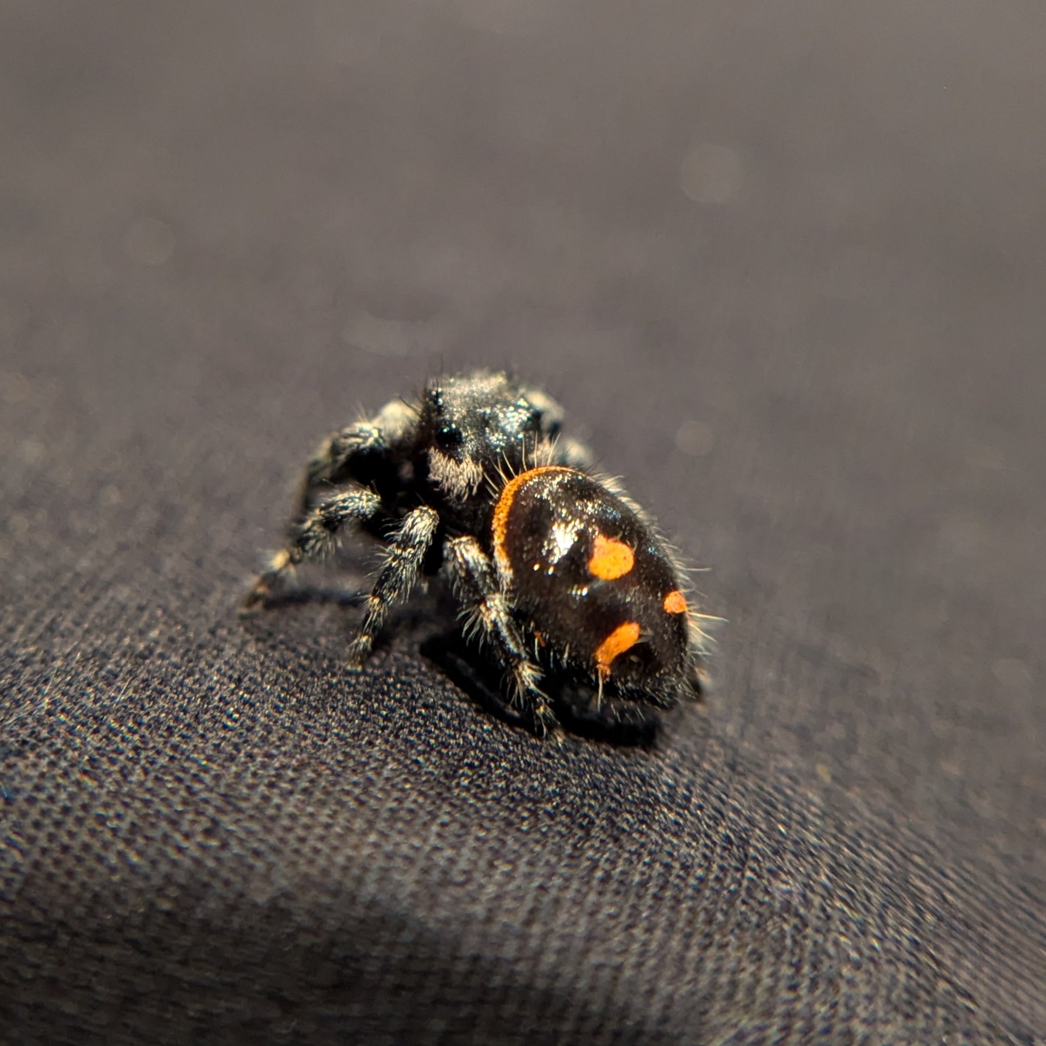 Audax bryantae jumping spider named Darkness For Sale, Back View