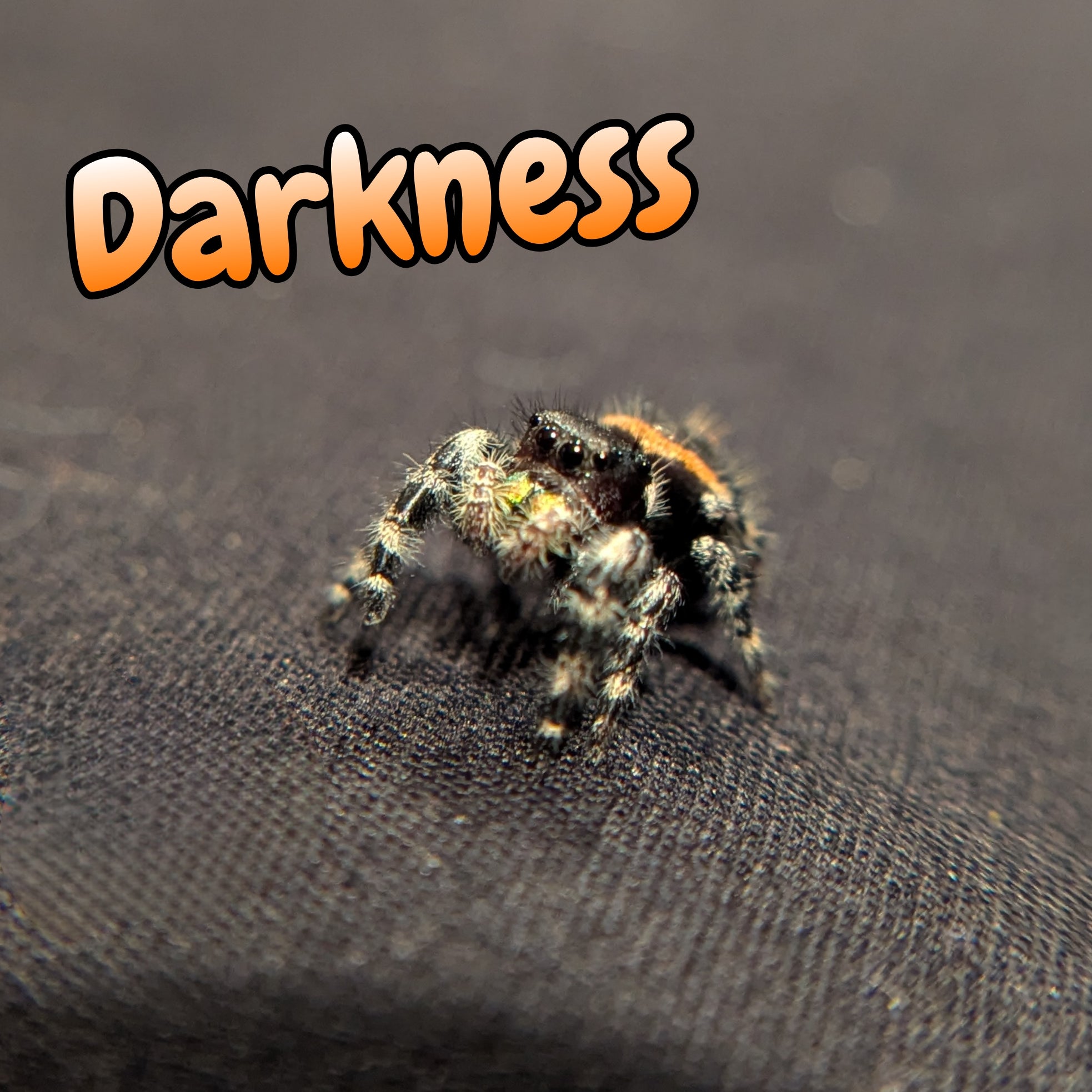 Audax bryantae jumping spider named Darkness For Sale, Front View