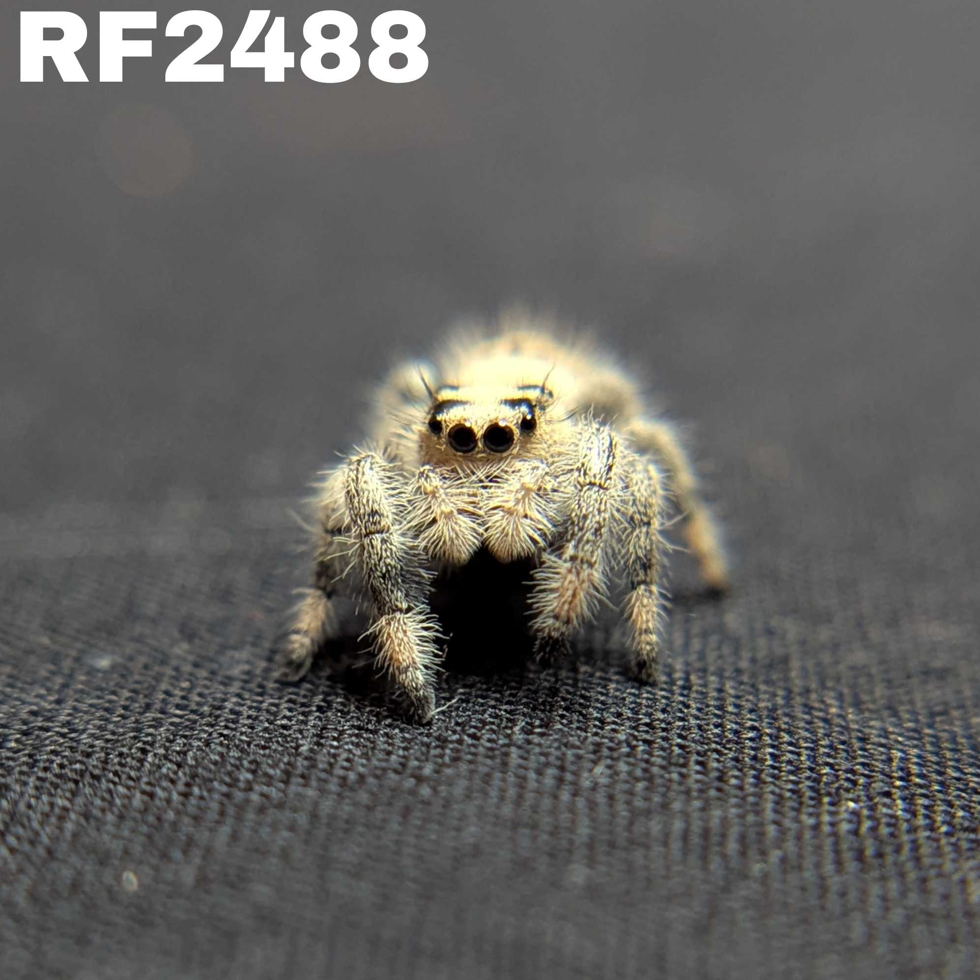 Regal Jumping Spider “Wheatly”