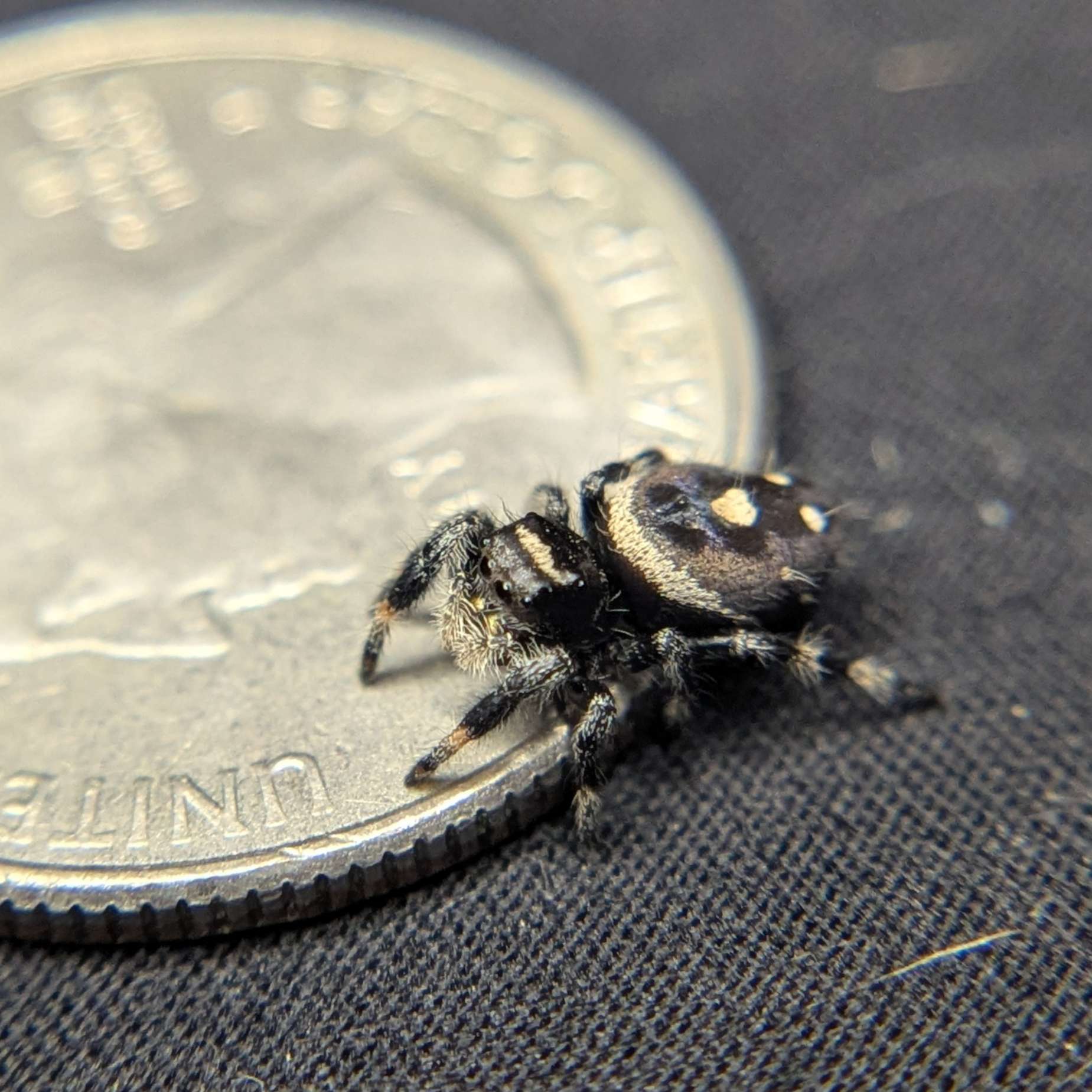 Regal Jumping Spider "Sundae"