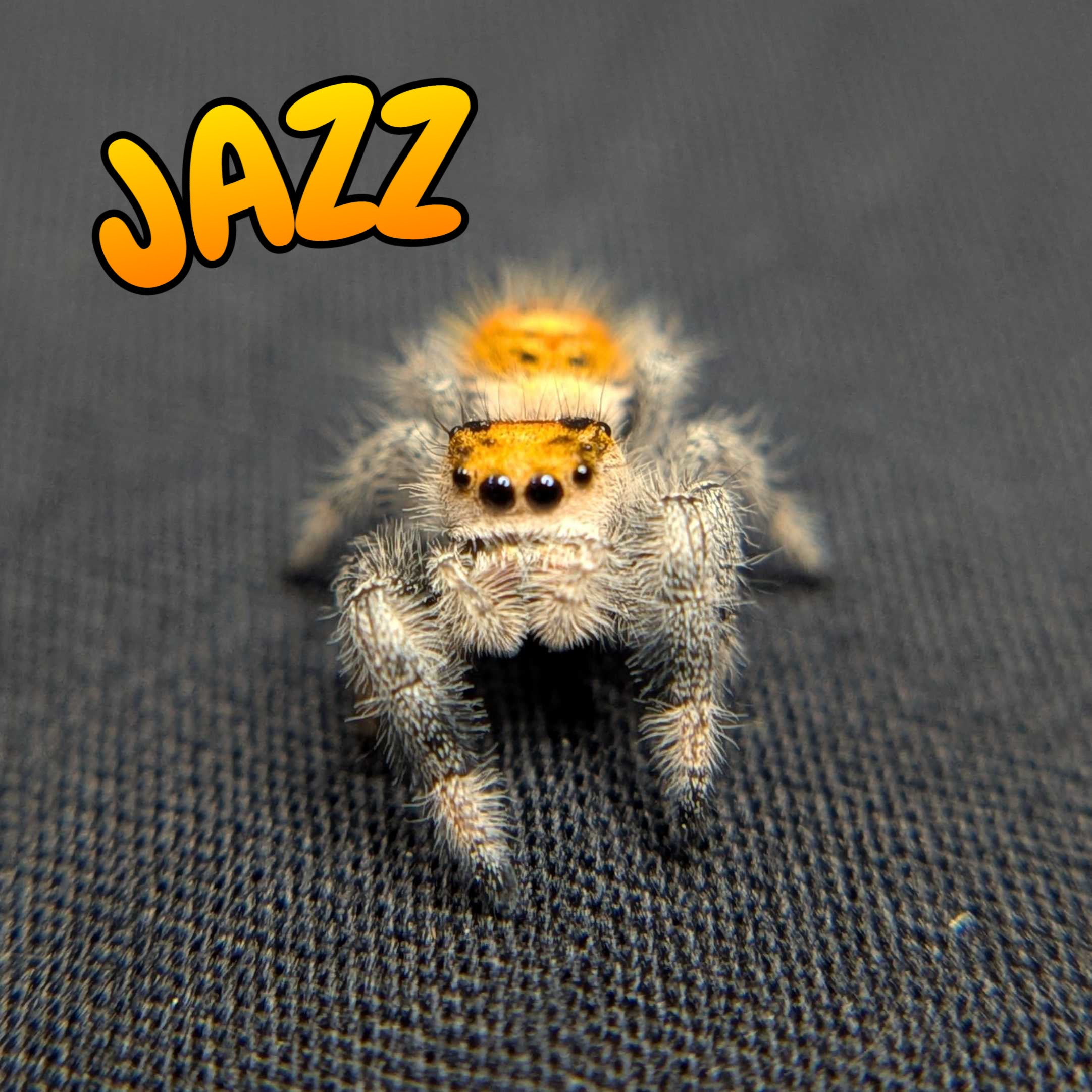 Regal Jumping Spider "Jazz"