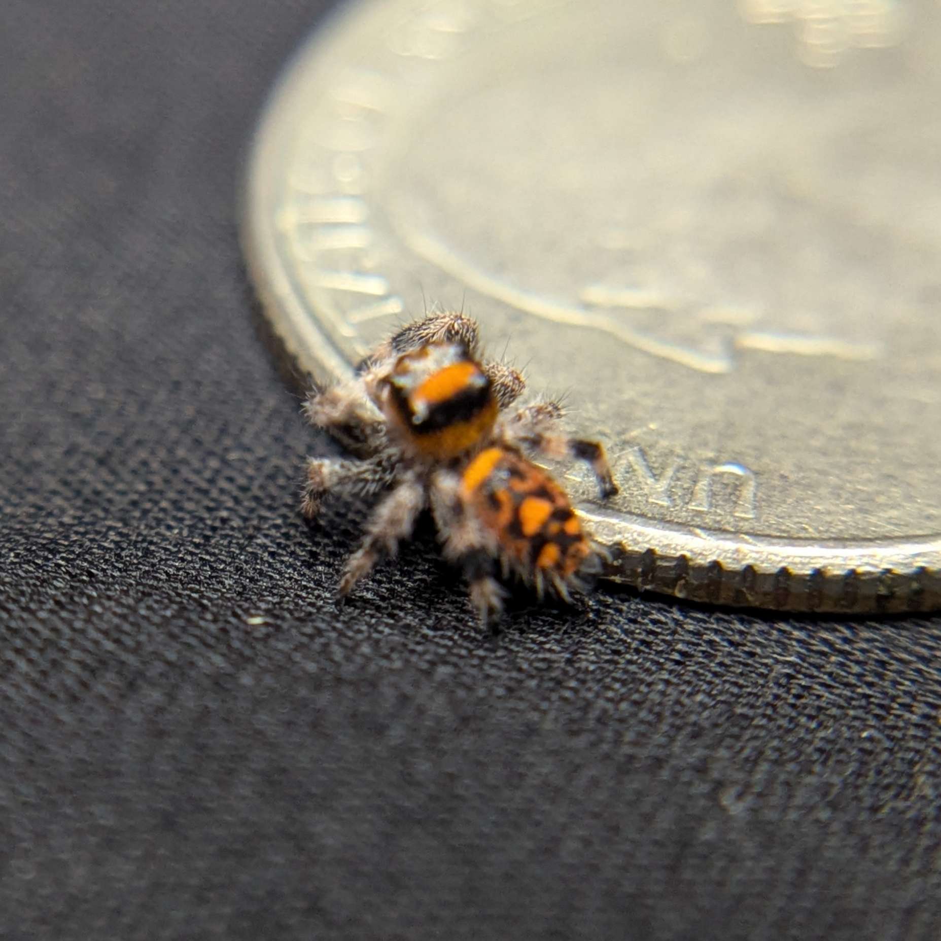 Regal Jumping Spider “Duskwillow”