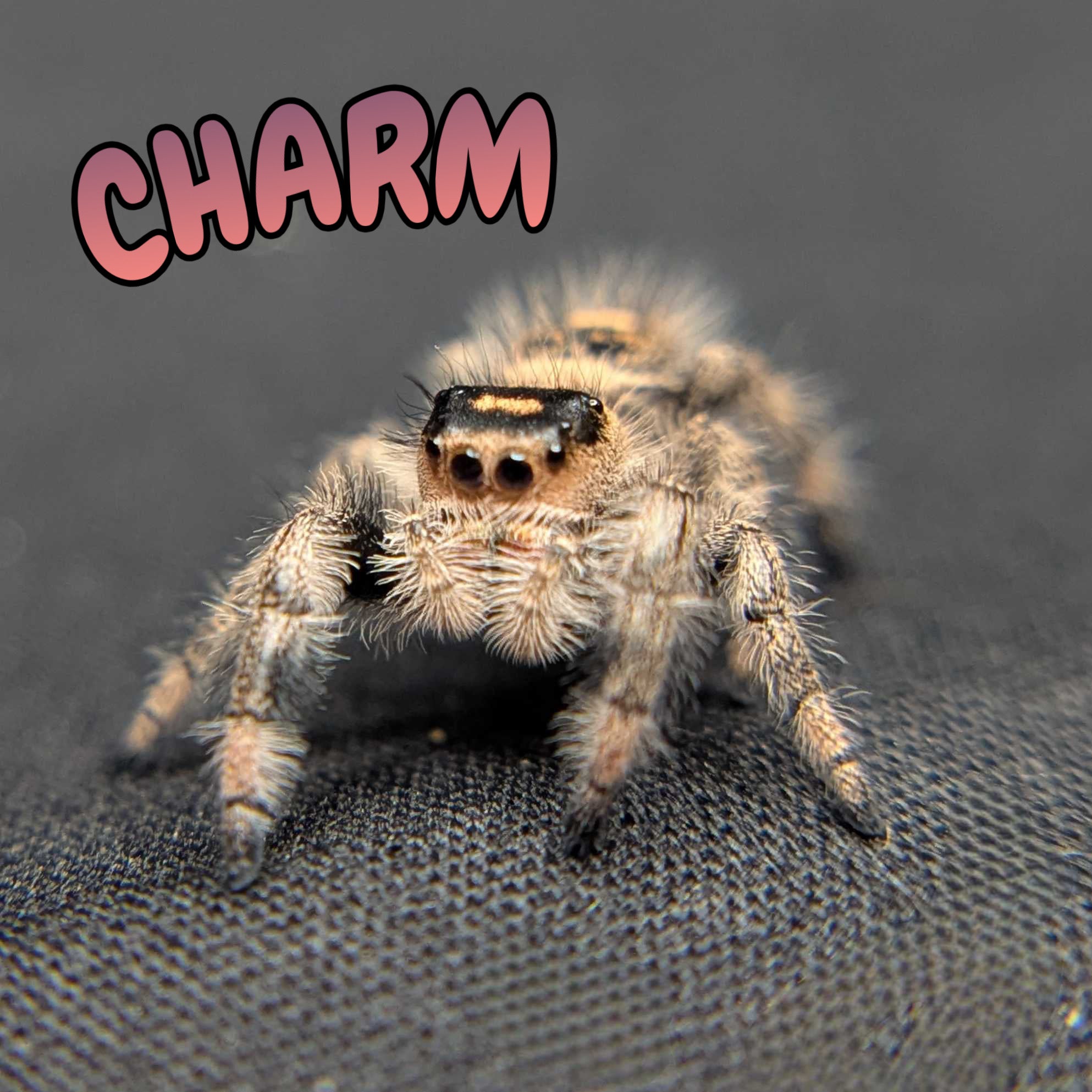 Regal Jumping Spider “Charm”