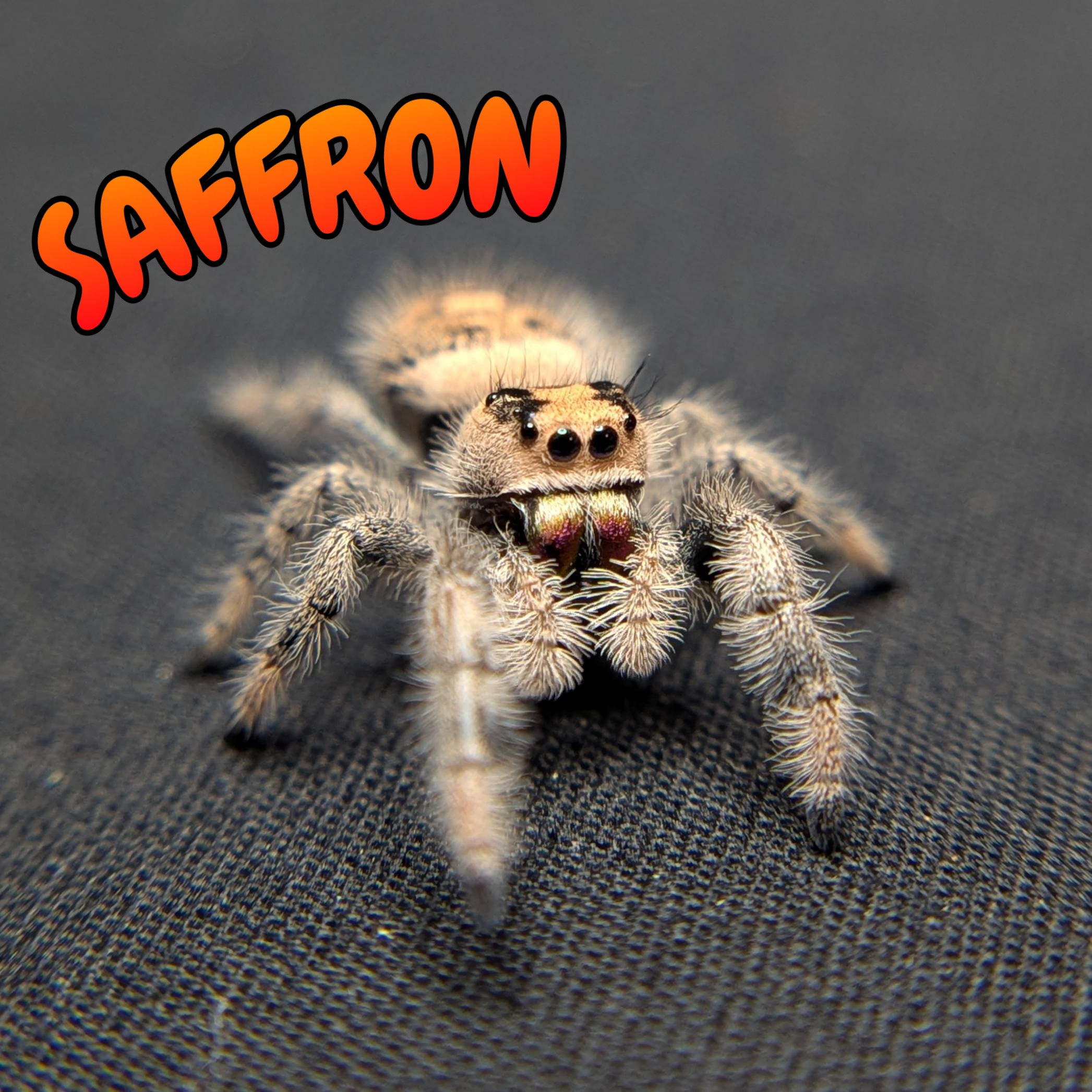 Female Regal Jumping Spider Saffron