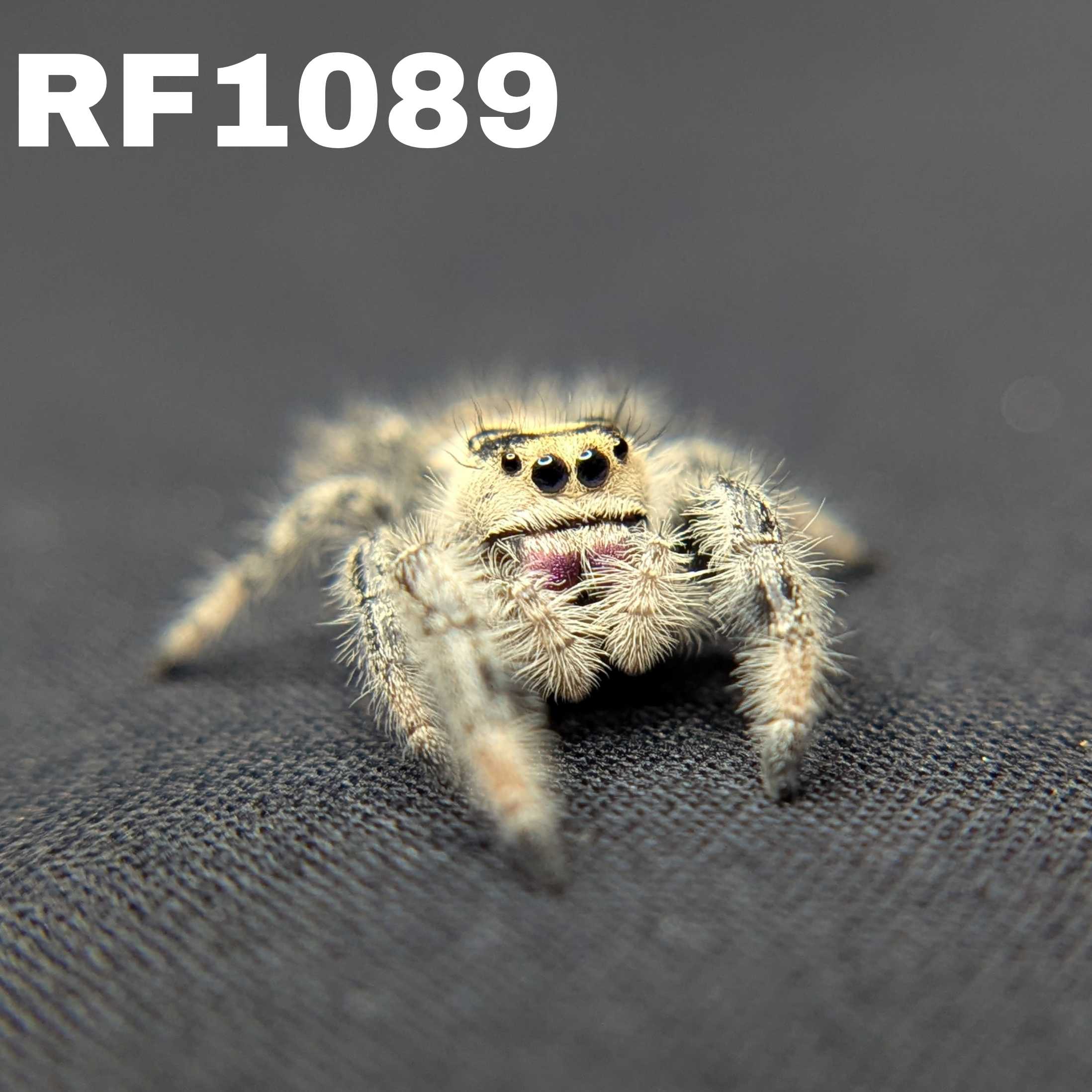 Regal Jumping Spider "Sugar"