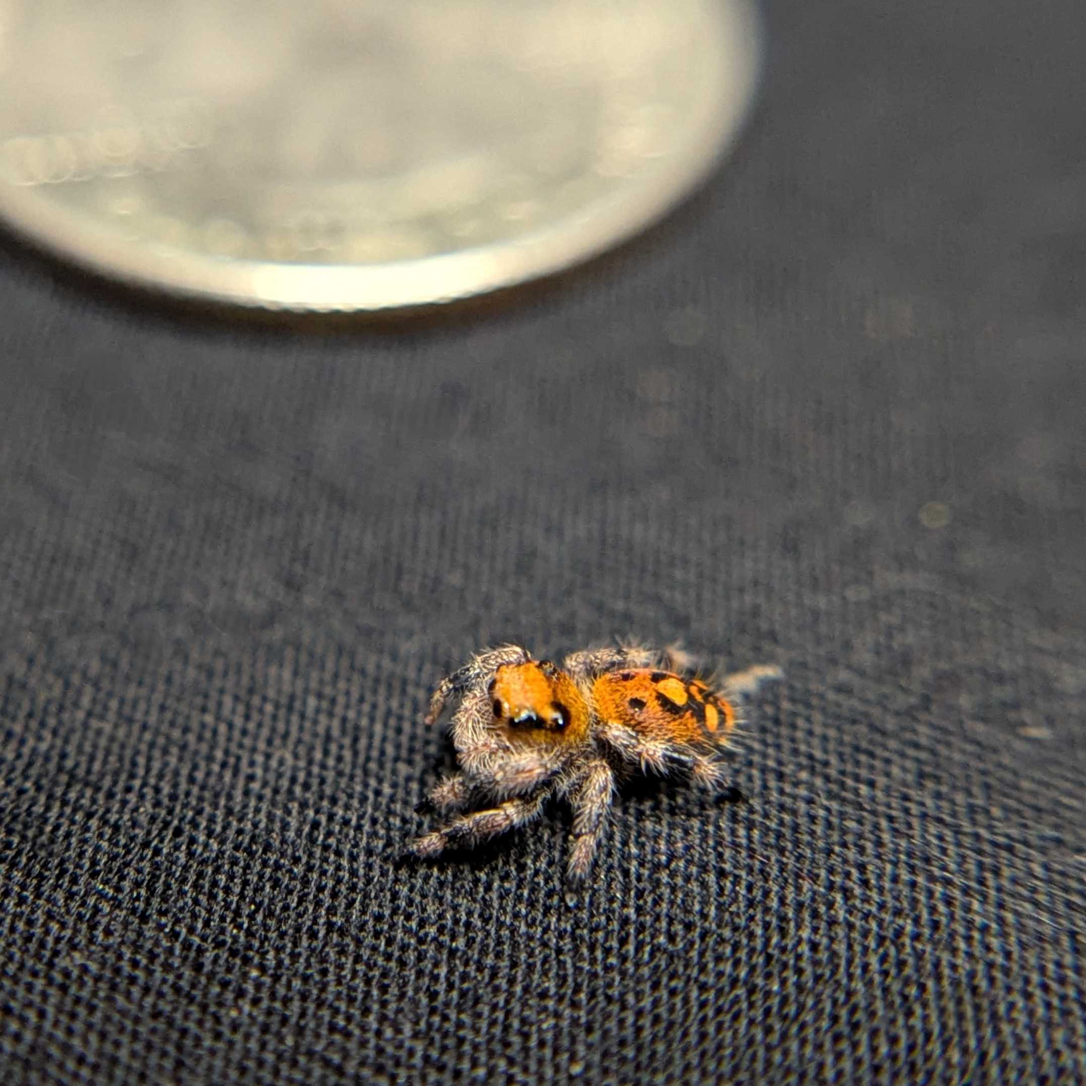 Regal Jumping Spider “Fury”