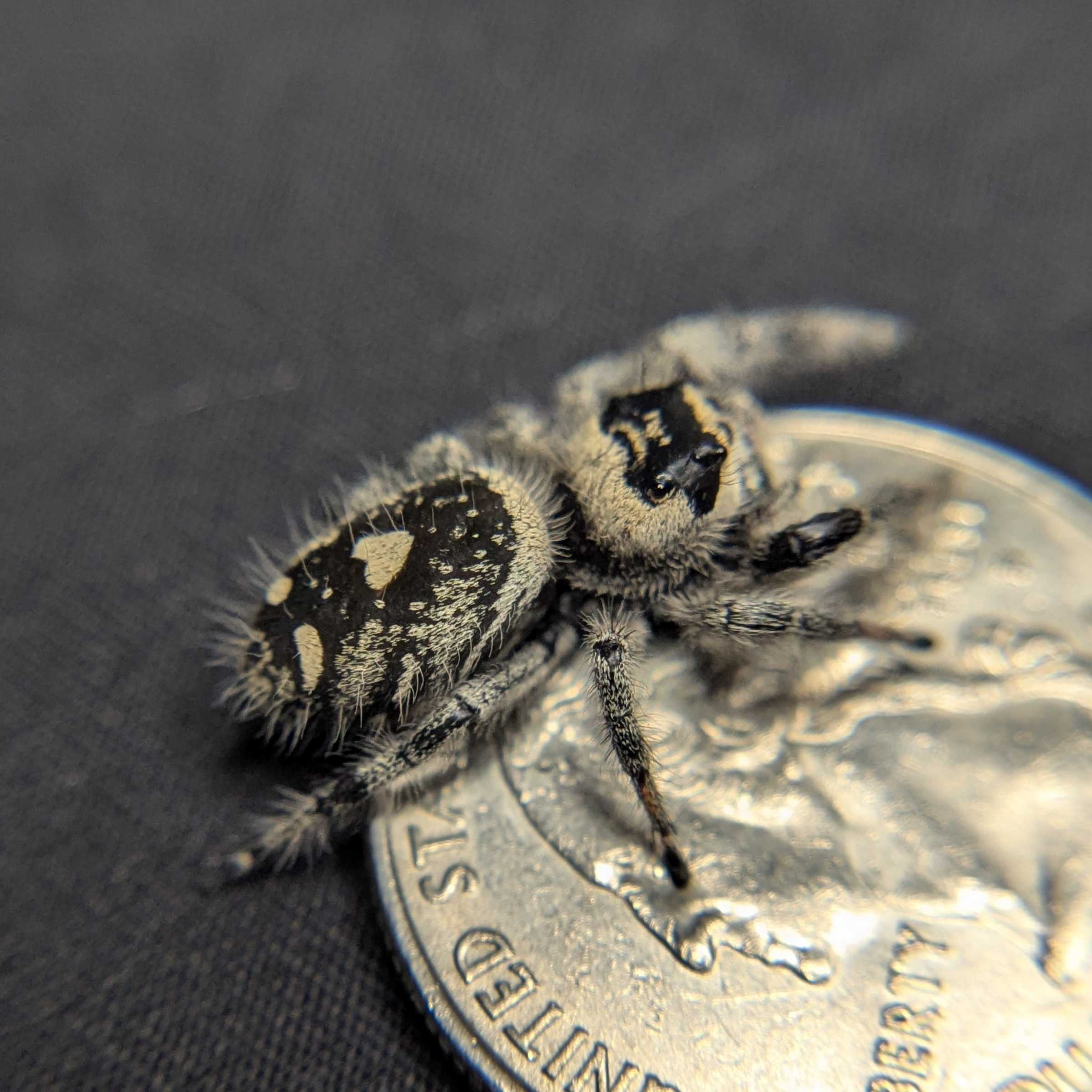 Regal Jumping Spider “Fern”
