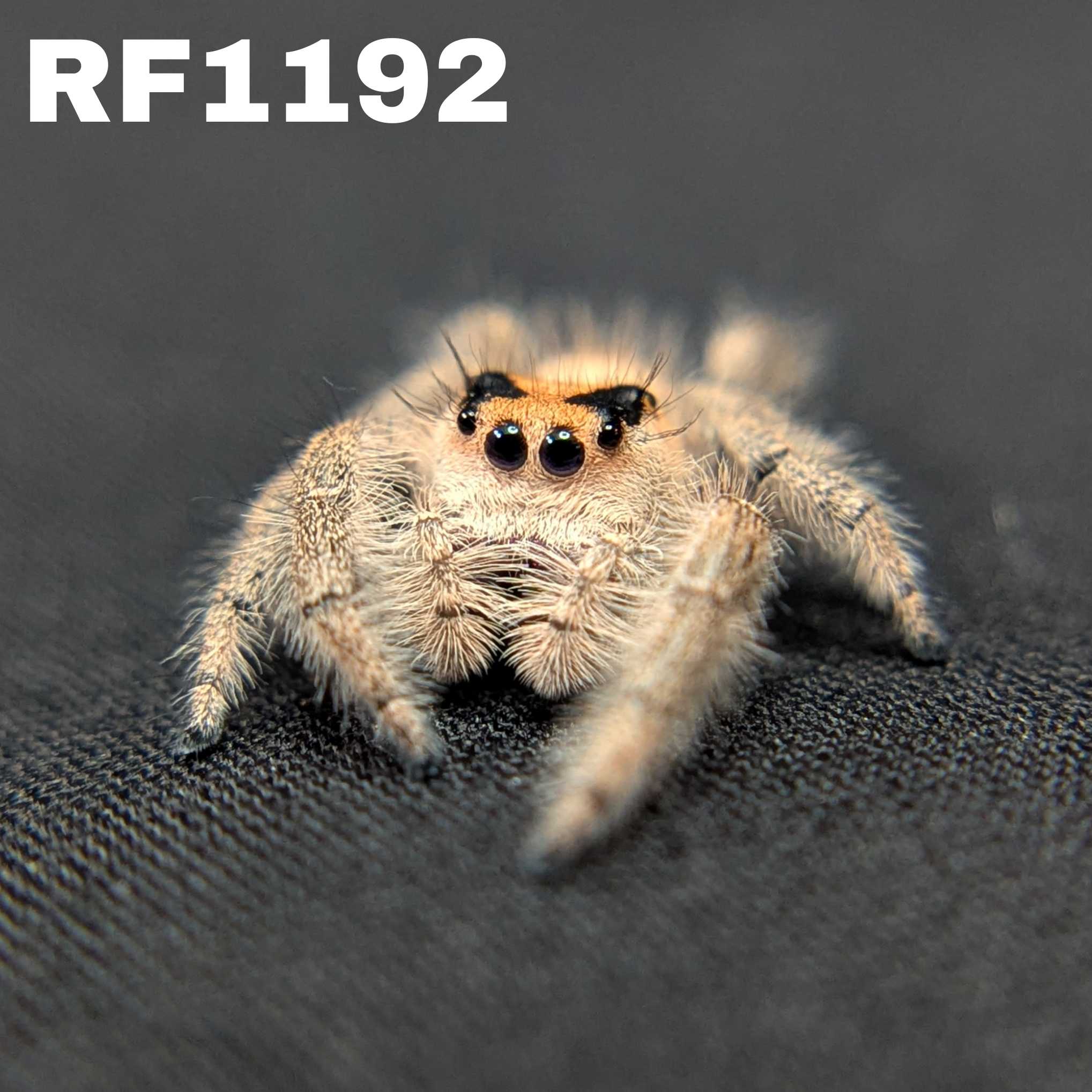 Regal Jumping Spider "Sugar Bomb"