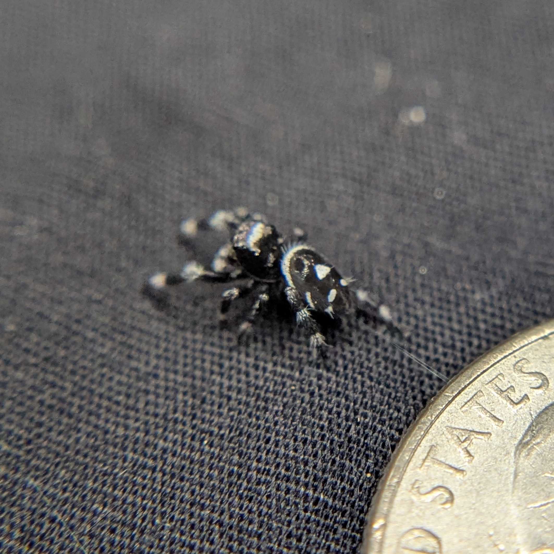 Regal Jumping Spider "Ninja"