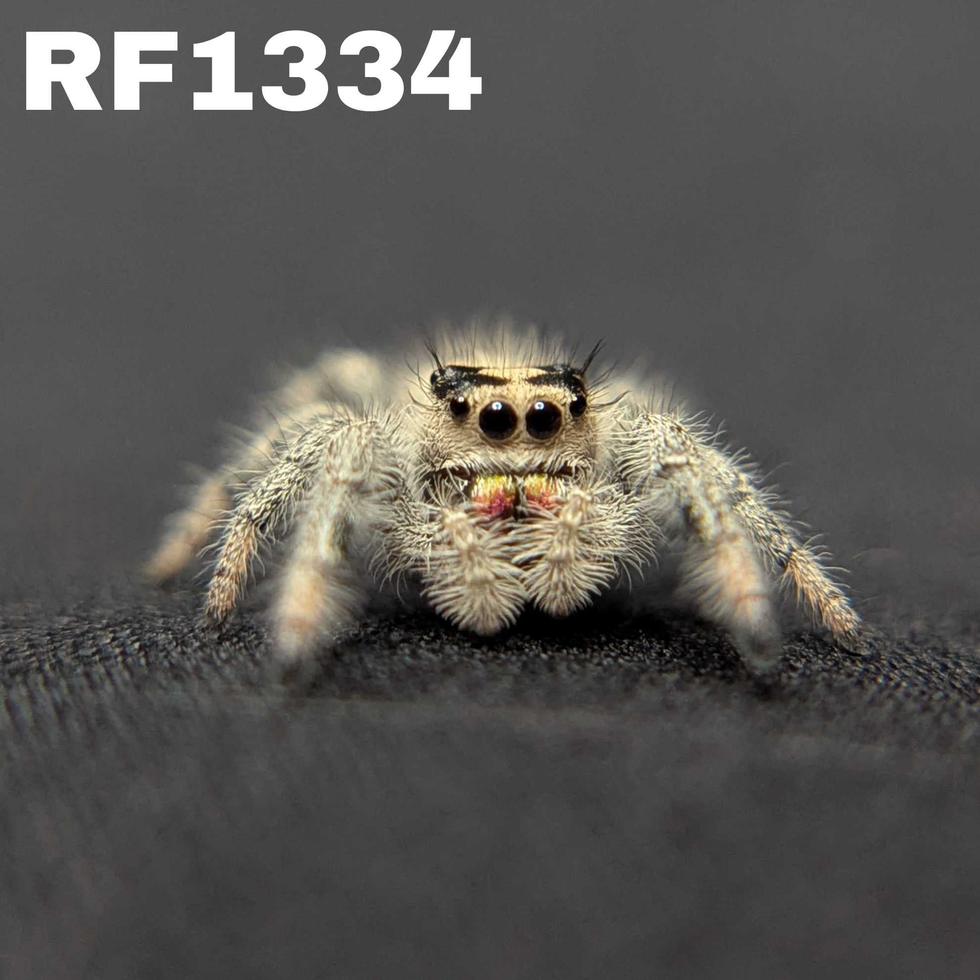 Regal Jumping Spider "Honey Bun"