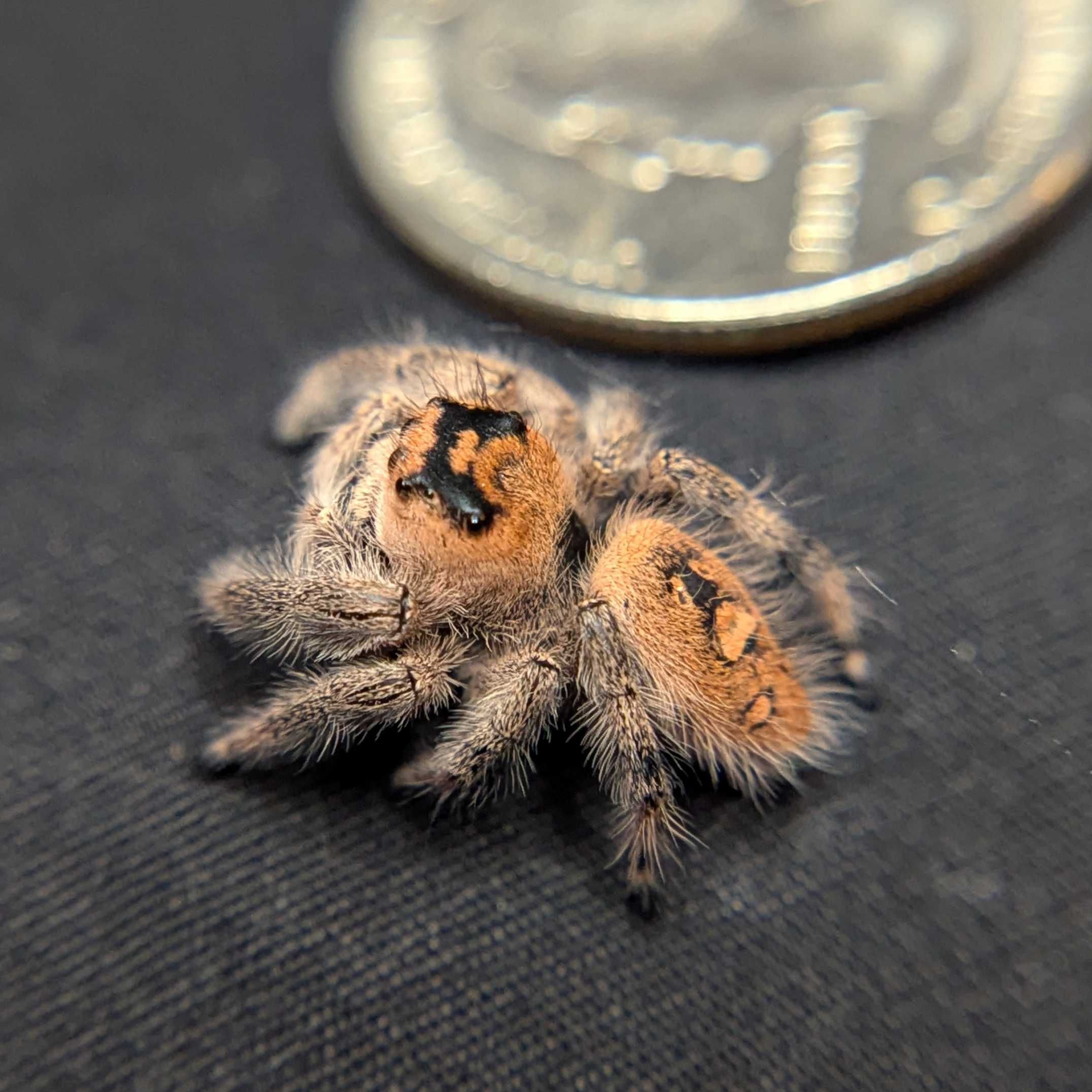 Regal Jumping Spider "Blood Orange"