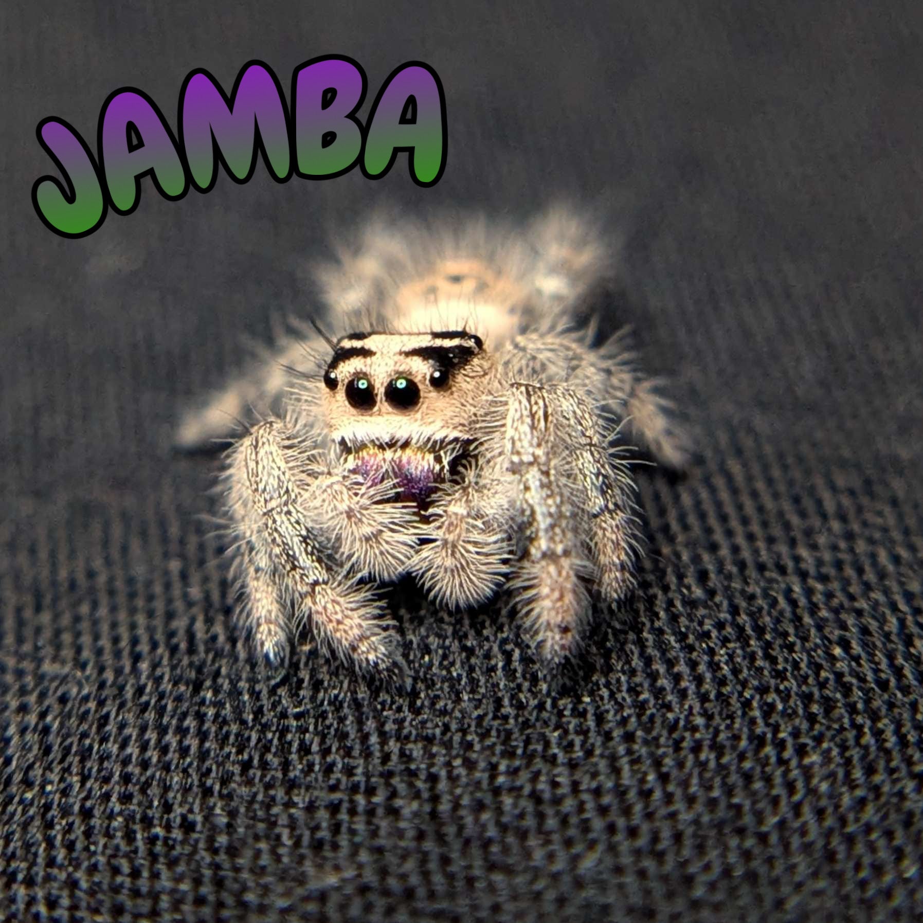 Regal Jumping Spider "Jamba"