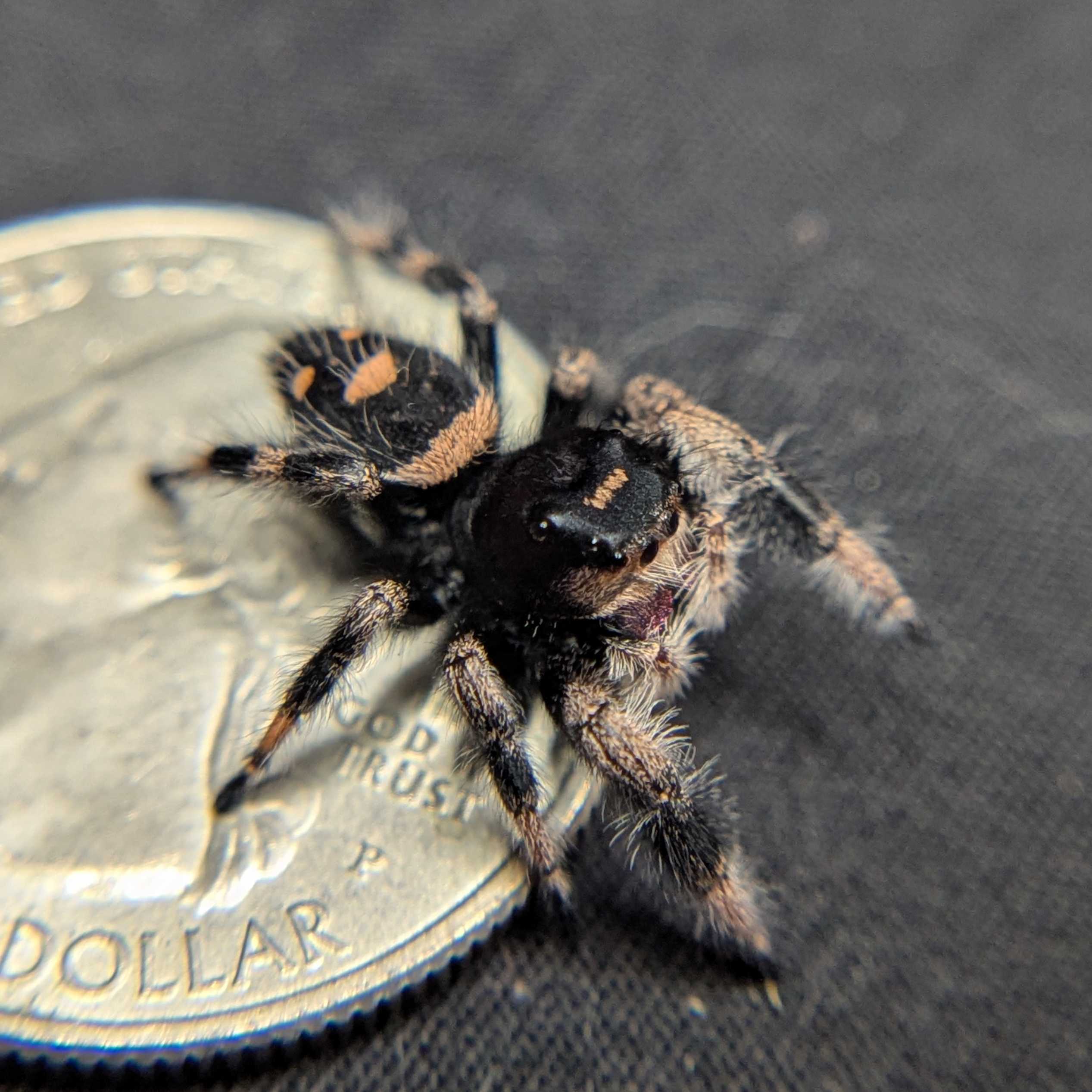 Regal Jumping Spider "Brownie"