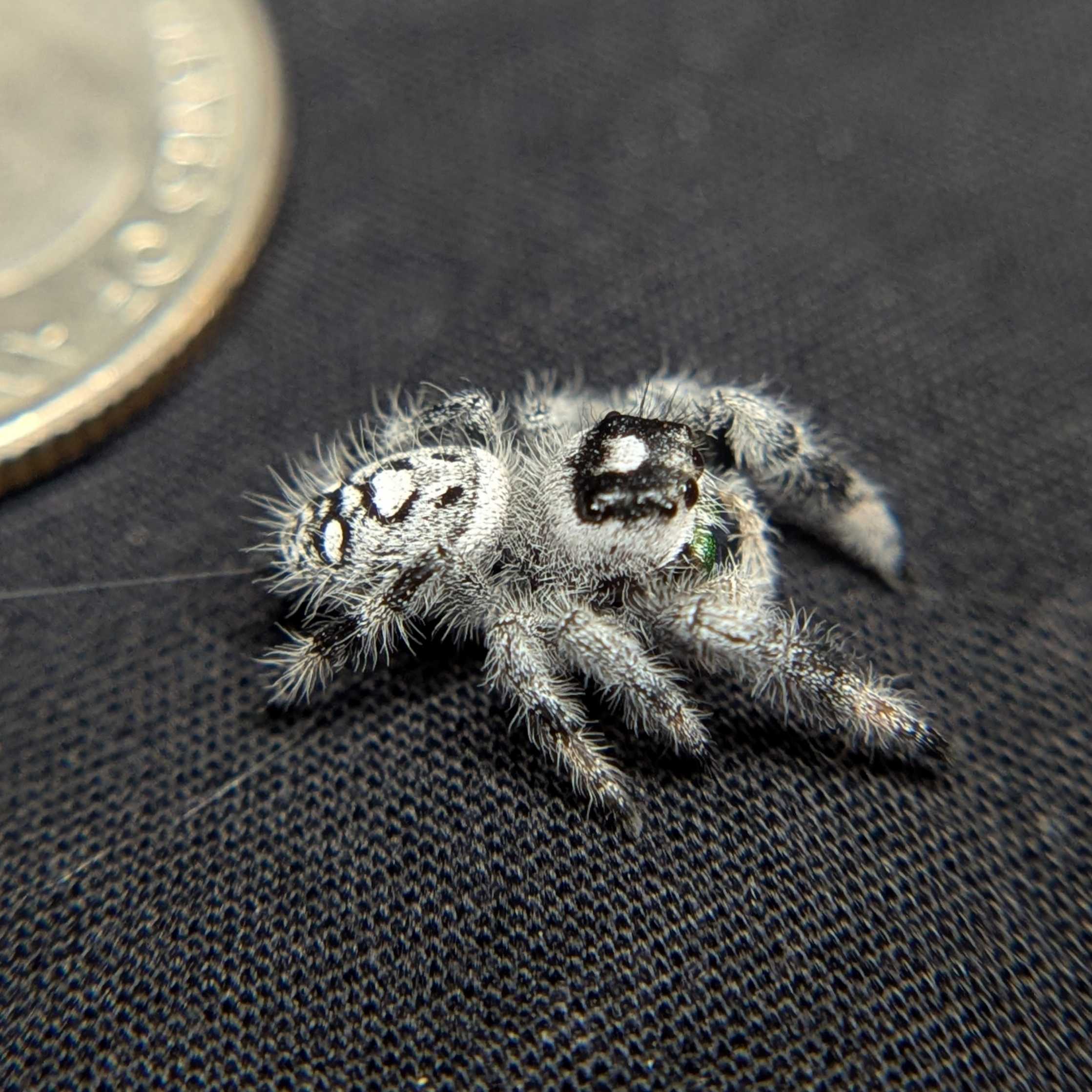 Regal Jumping Spider "Calypso"
