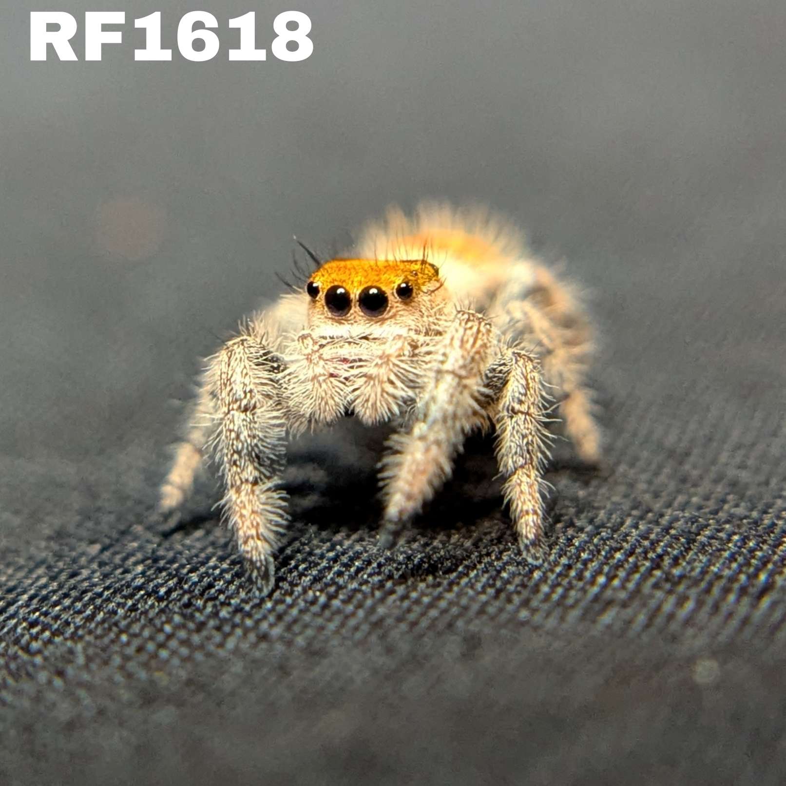 Regal Jumping Spider "Manzana"