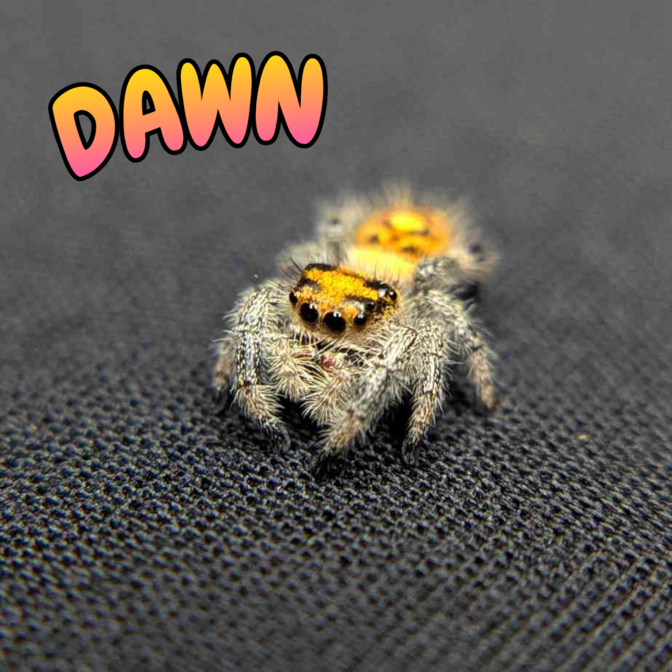 Regal Jumping Spider “Dawn”