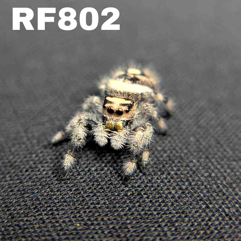 Regal Jumping Spider "Lemondrop"
