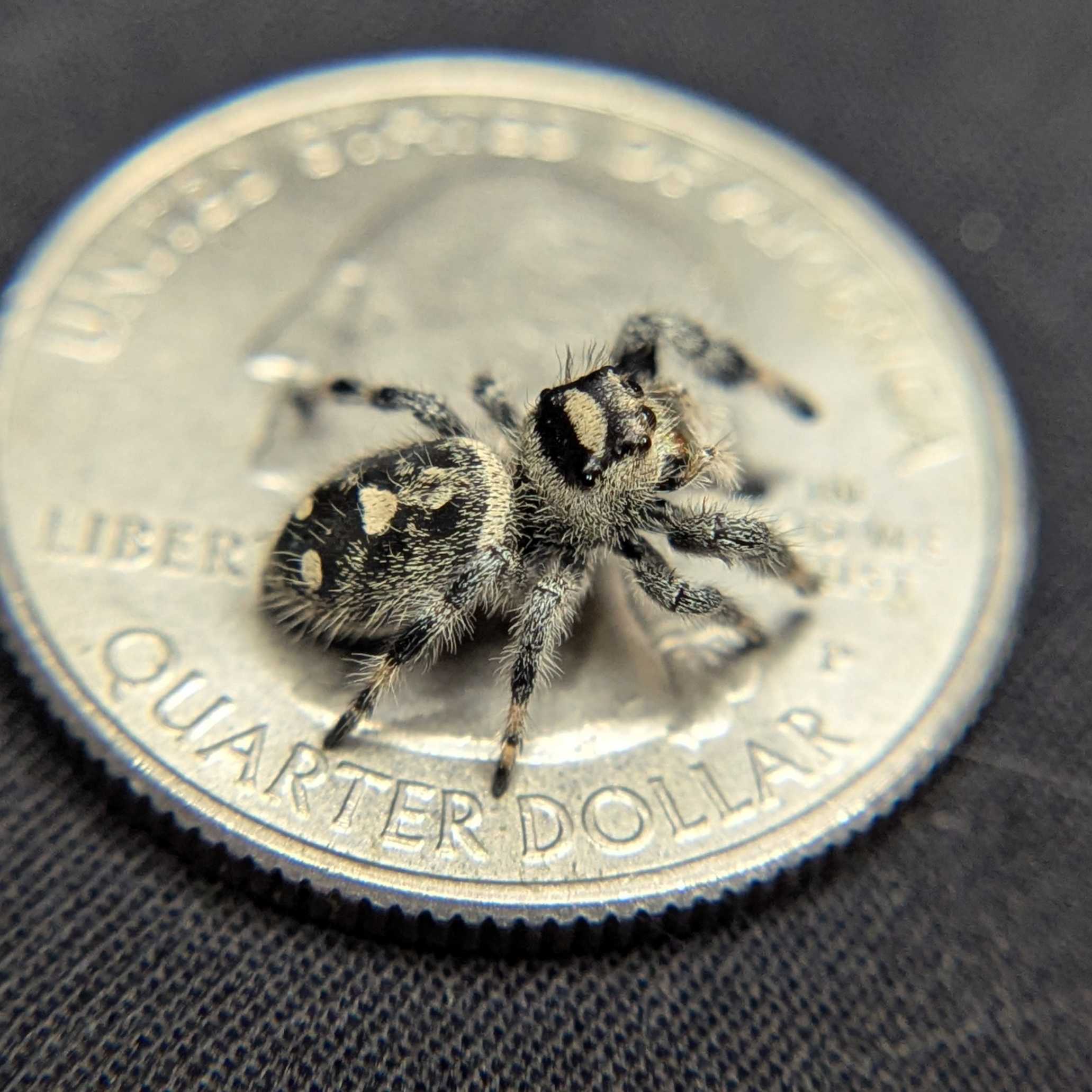 Regal Jumping Spider "Burberry"