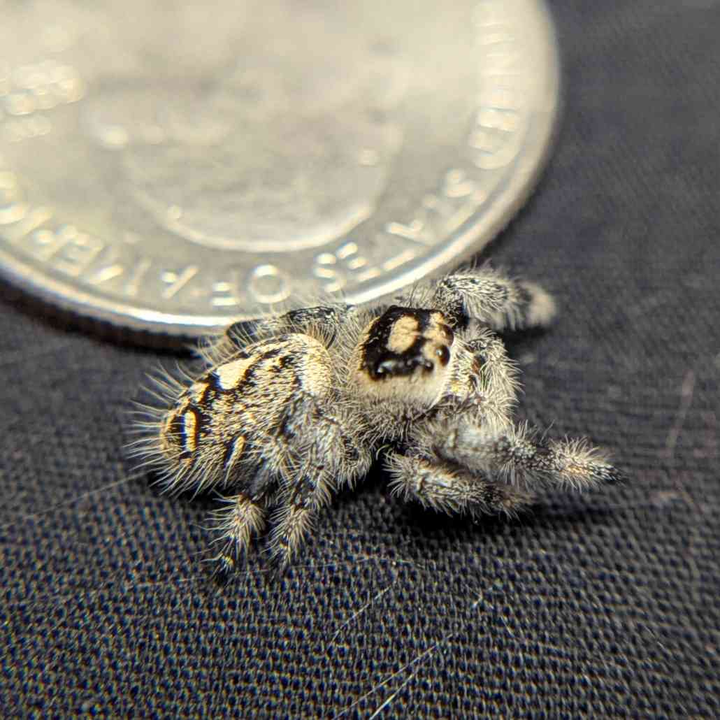 Regal Jumping Spider "Imogen"